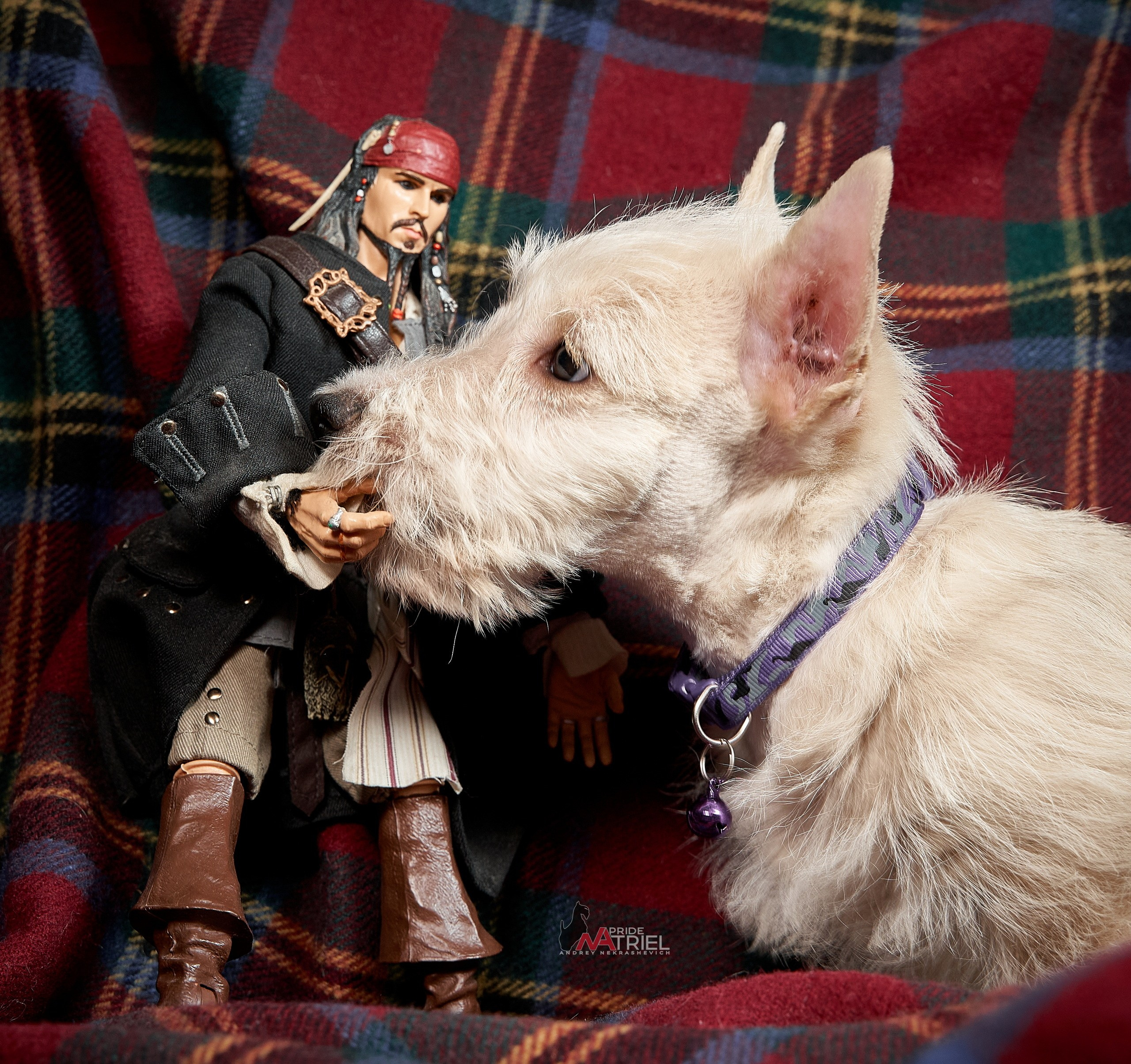 Щенки дома — галерея NATRIEL