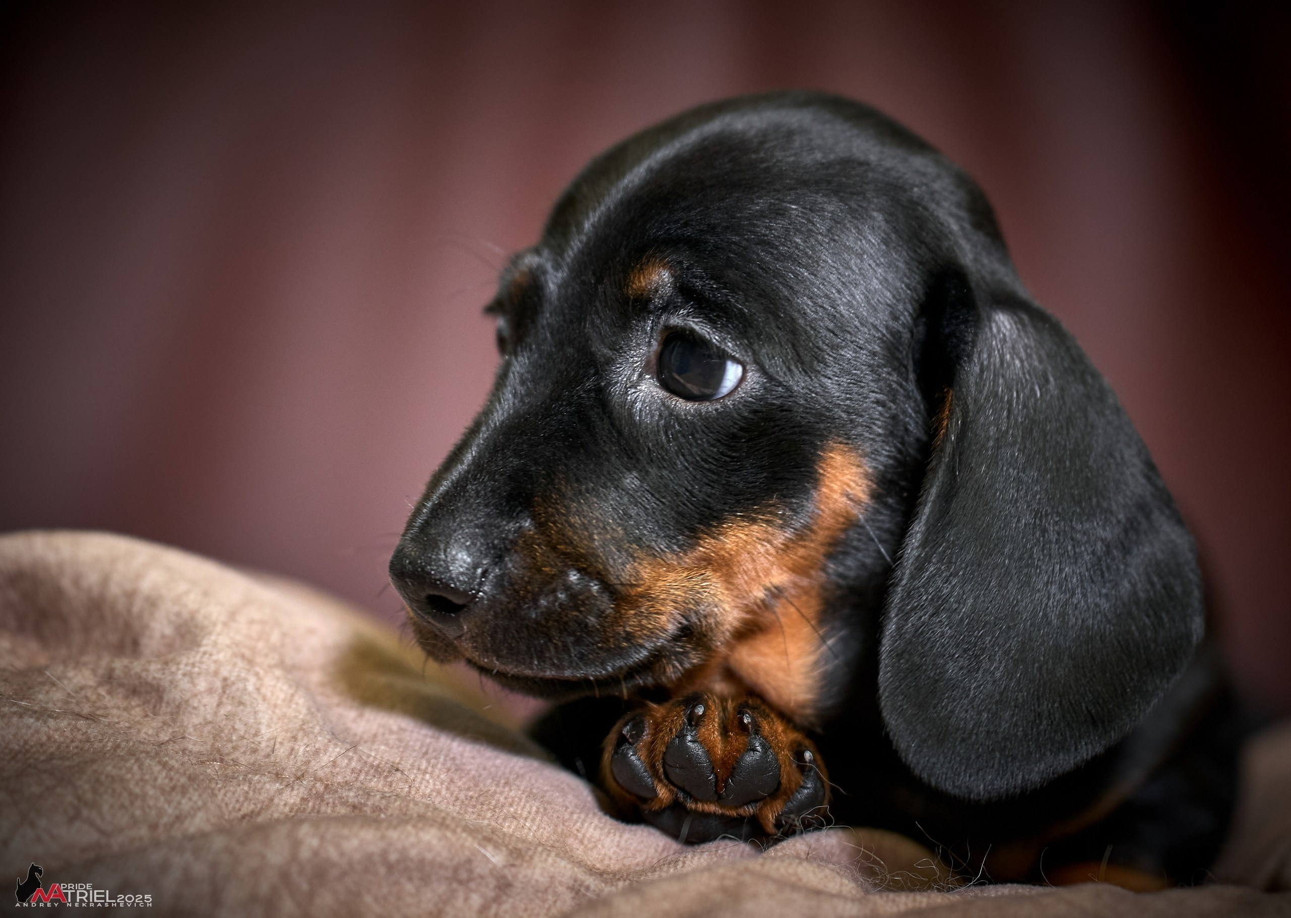 Съемка щенков таксы с мобильным светом