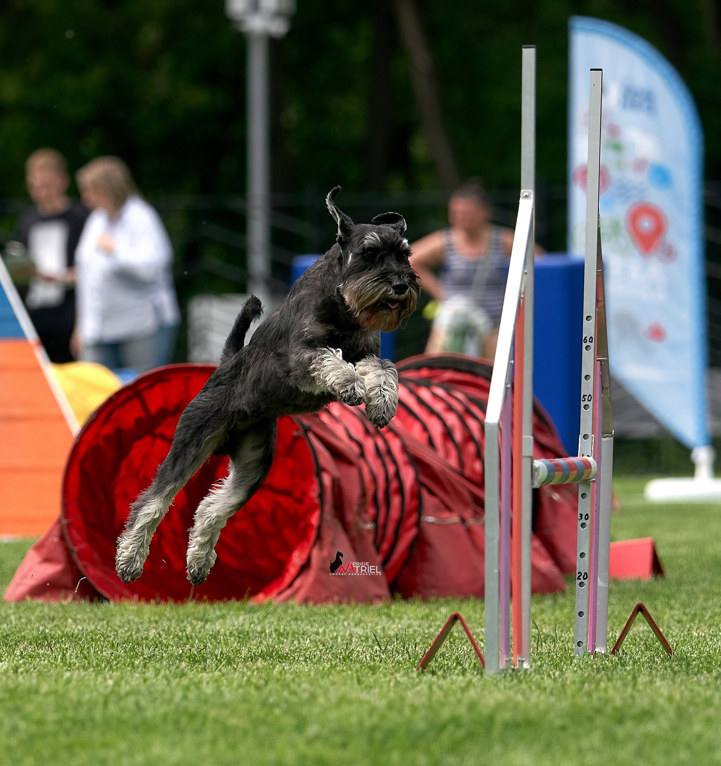 Аджилити — галерея NATRIEL