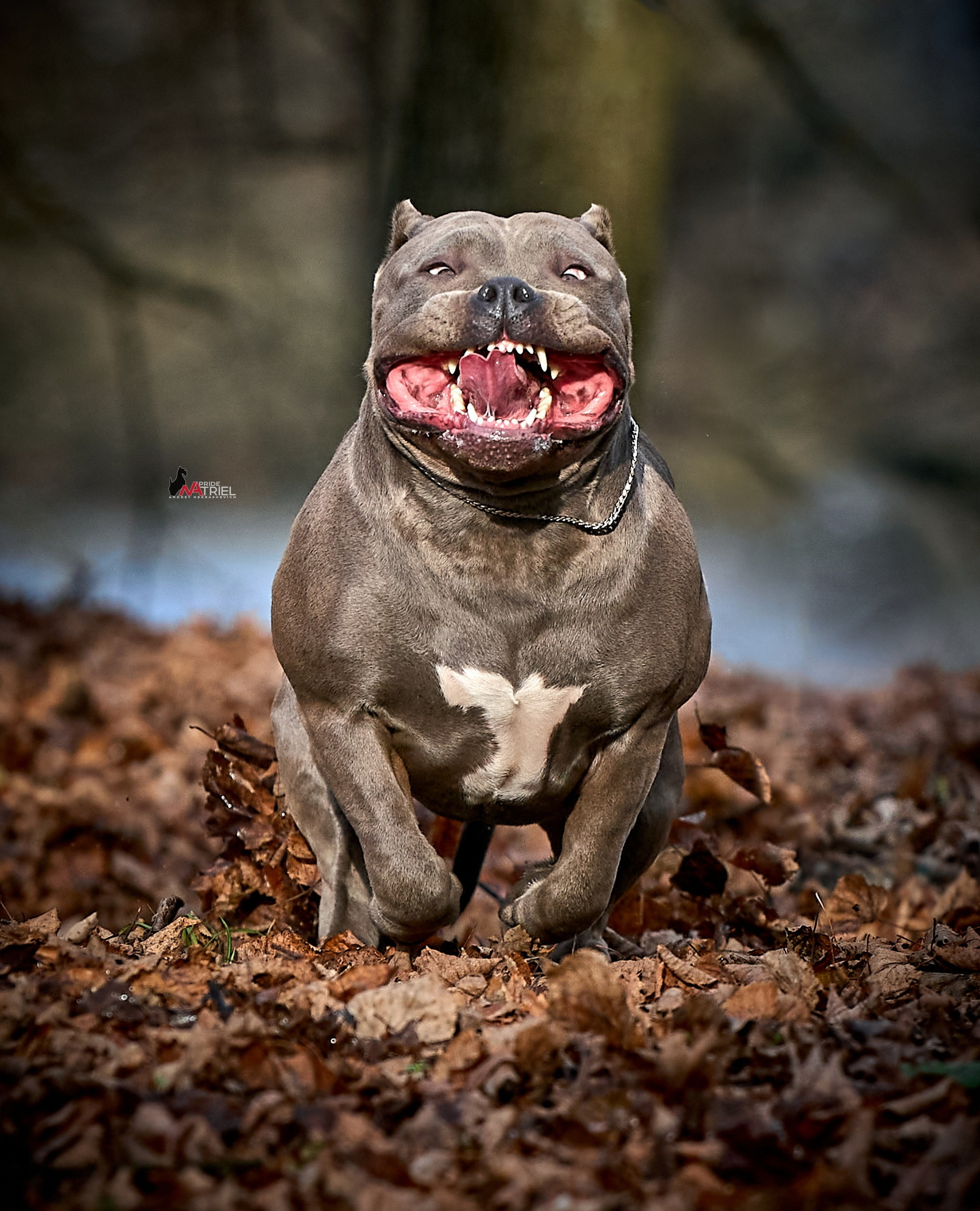 Прогулка в движении — галерея NATRIEL