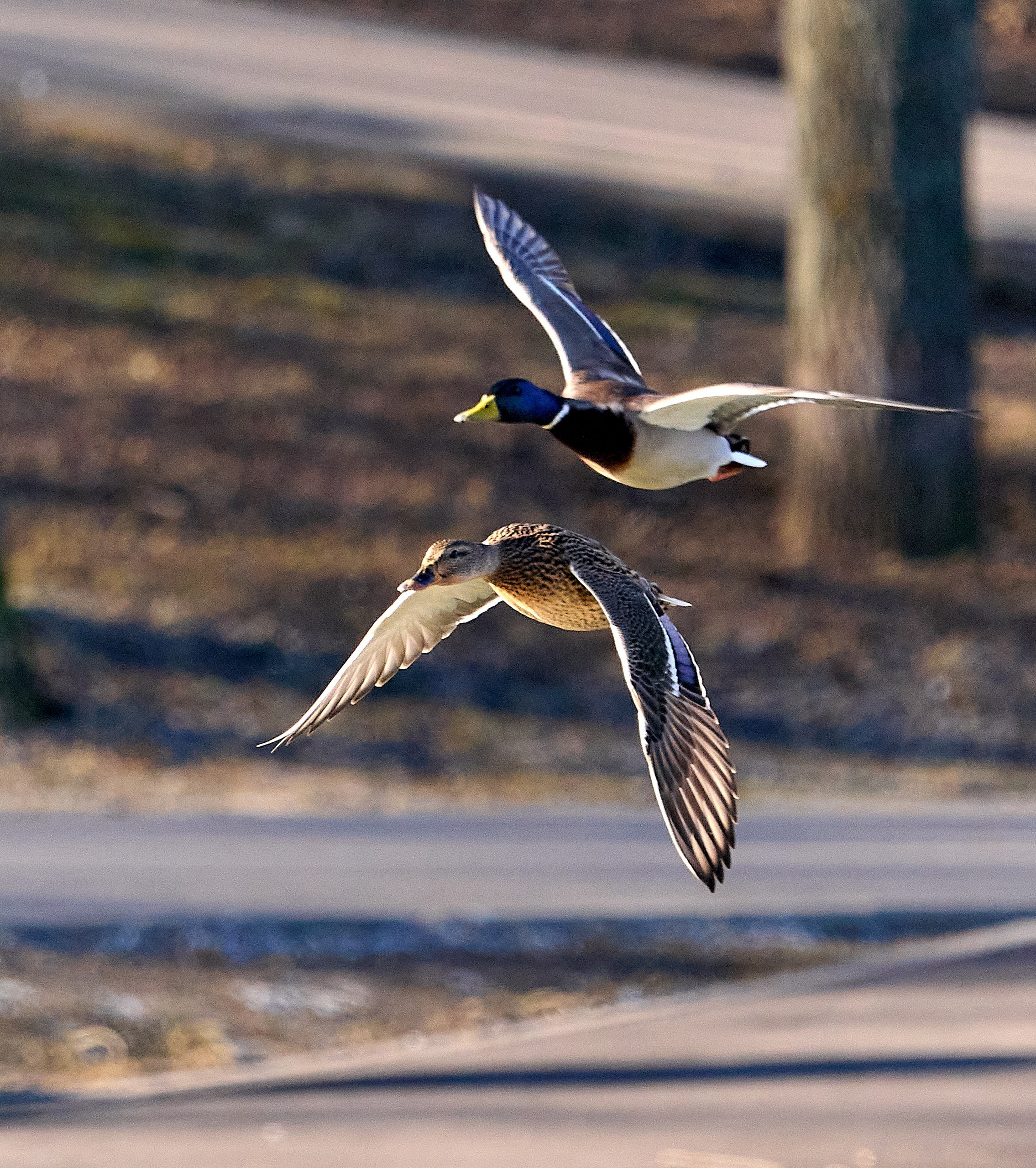 Фото птиц — галерея NATRIEL