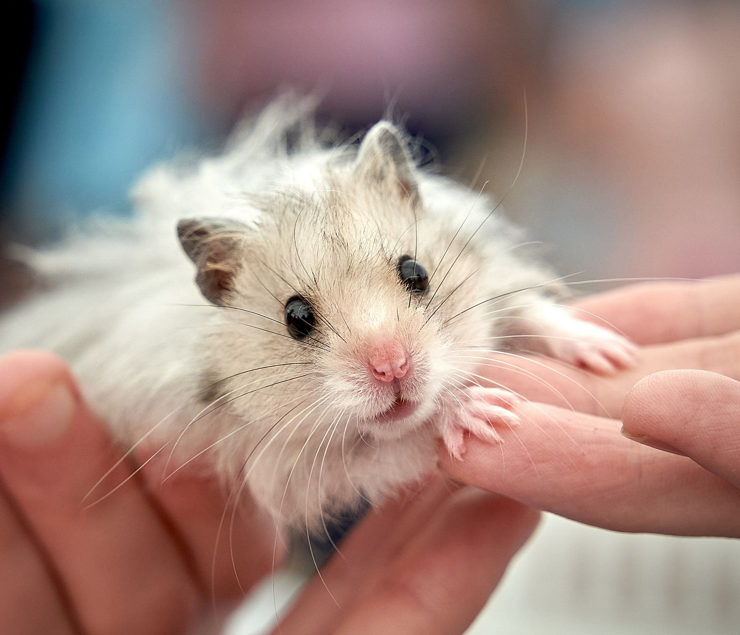 Животные — галерея NATRIEL