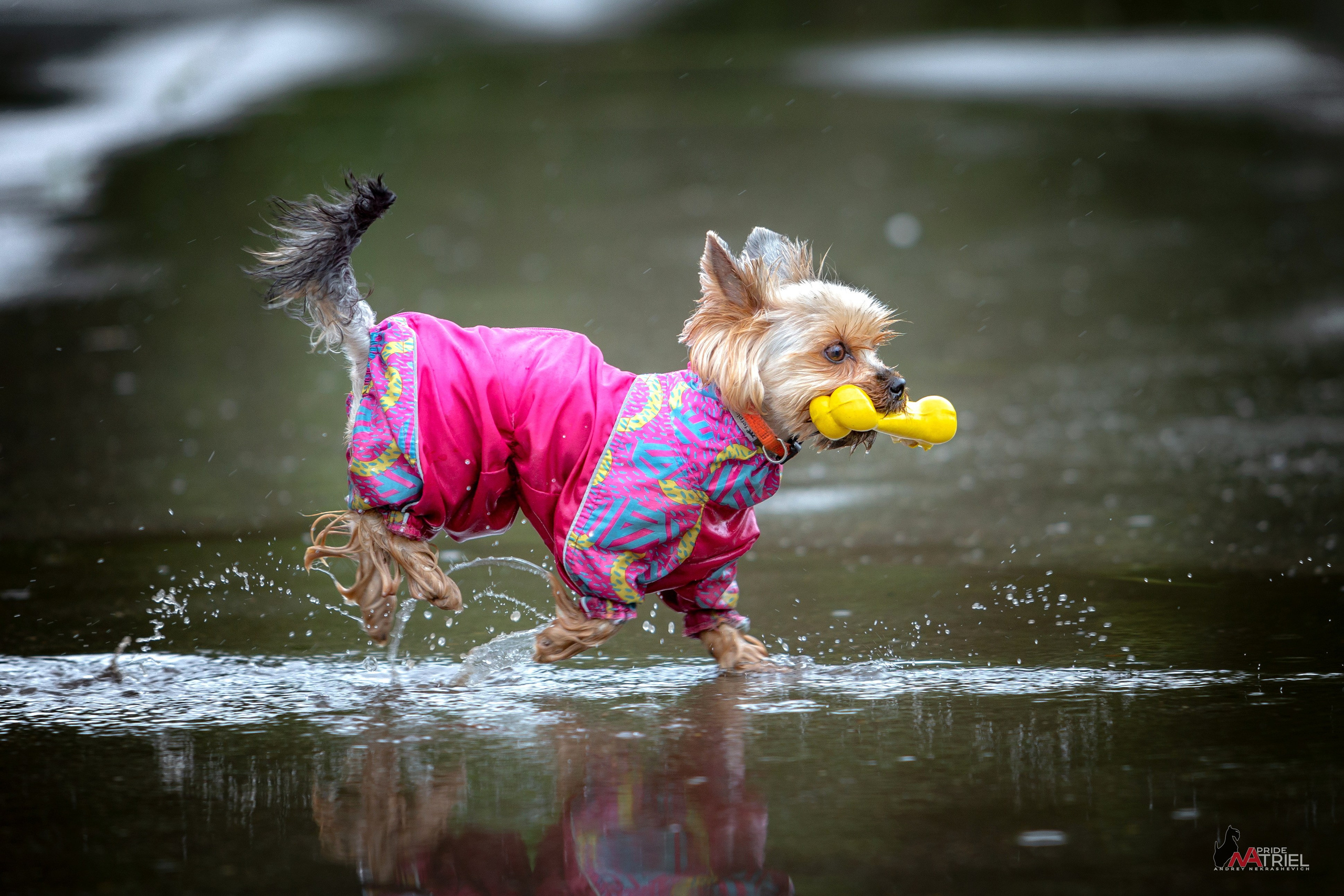 Йоркширский терьер Циля