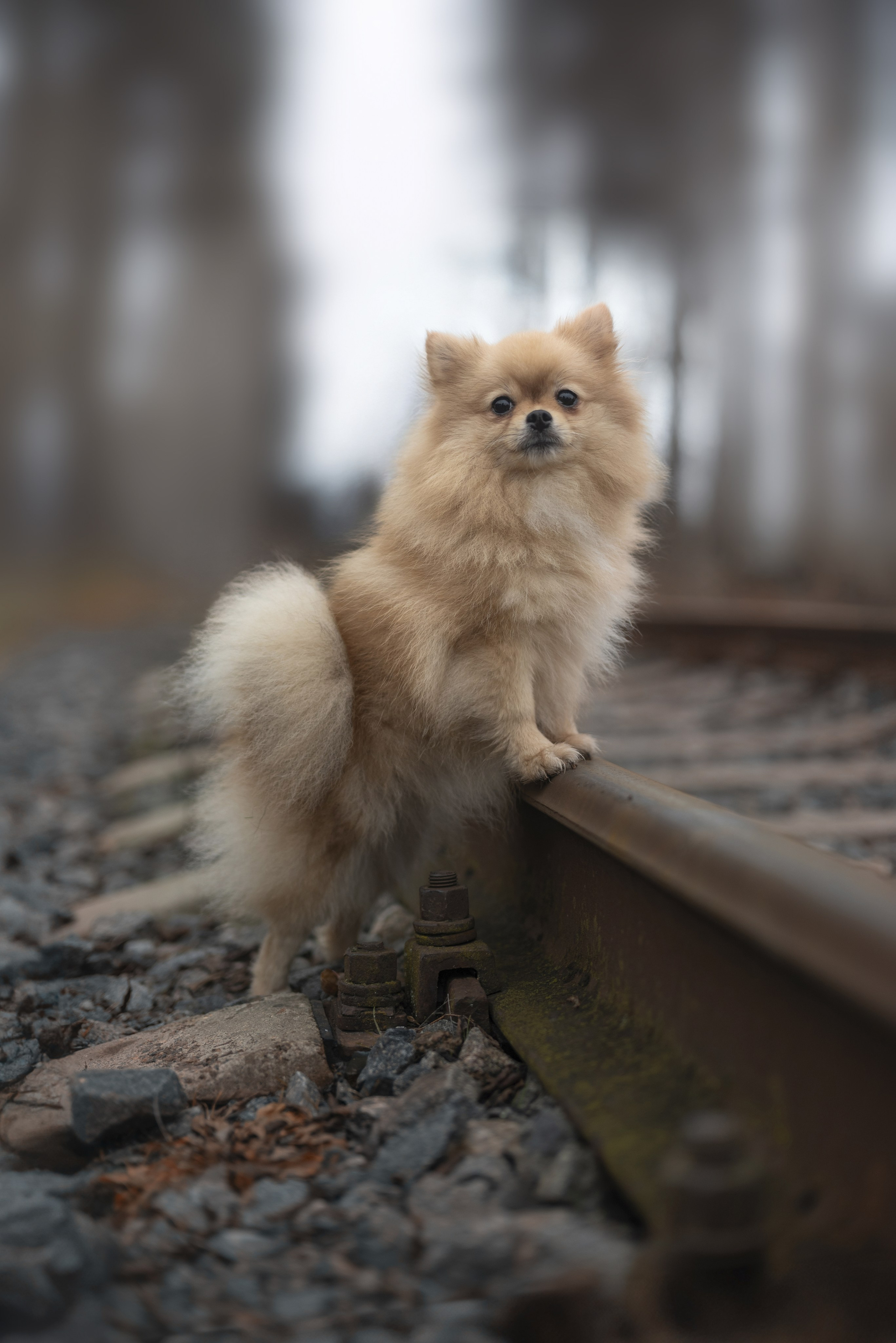 Фотограф — анималист RISHELL PHOTO