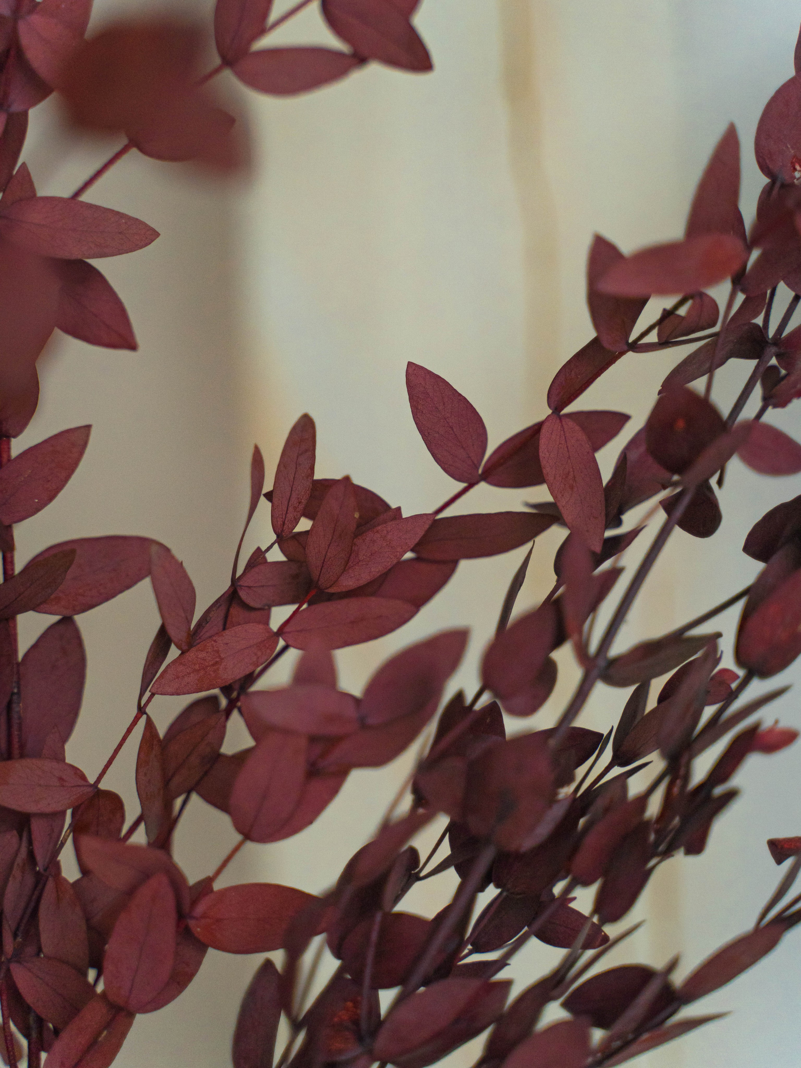 Сухоцветы. Фотограф в Москве Ленарская Дарья