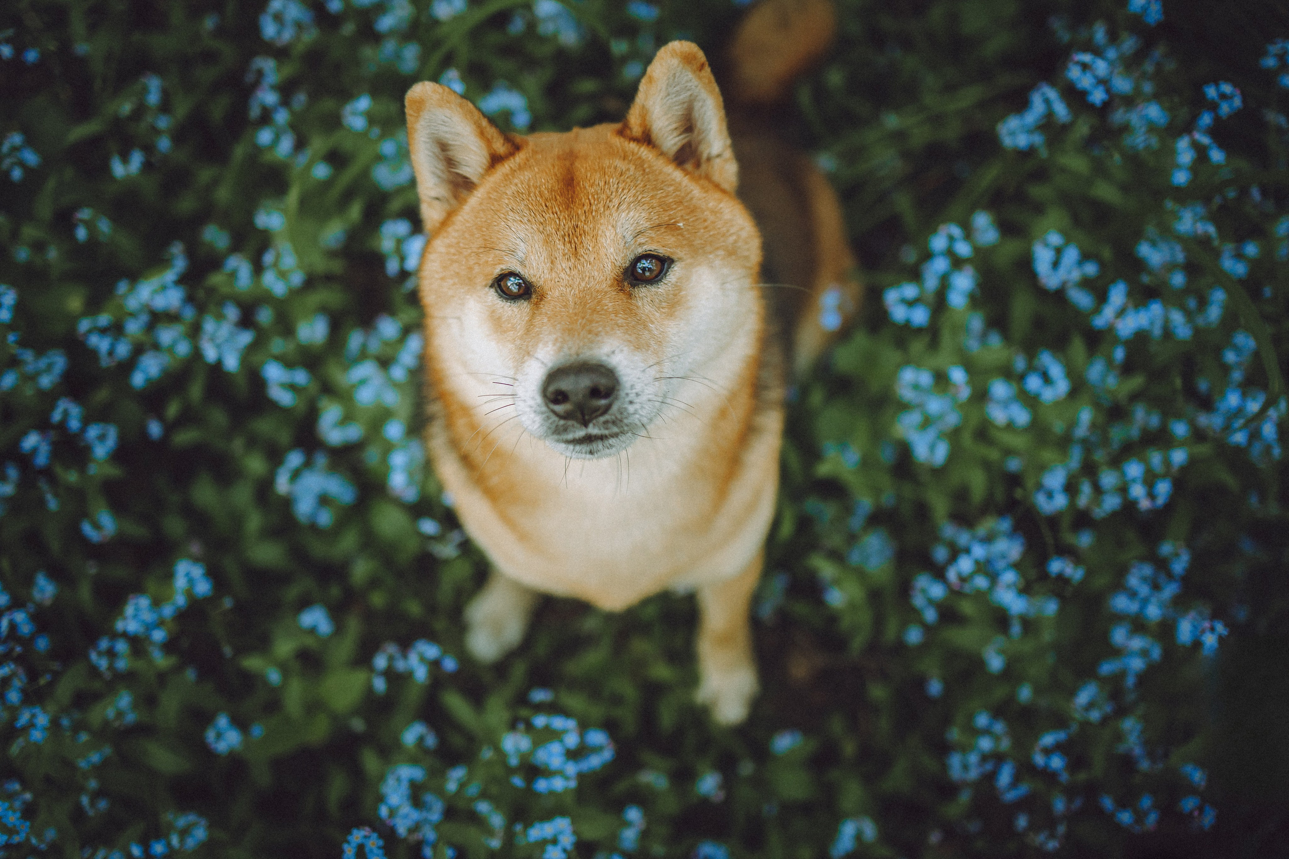 Шед, Цири, Чиби, Цера и их семья