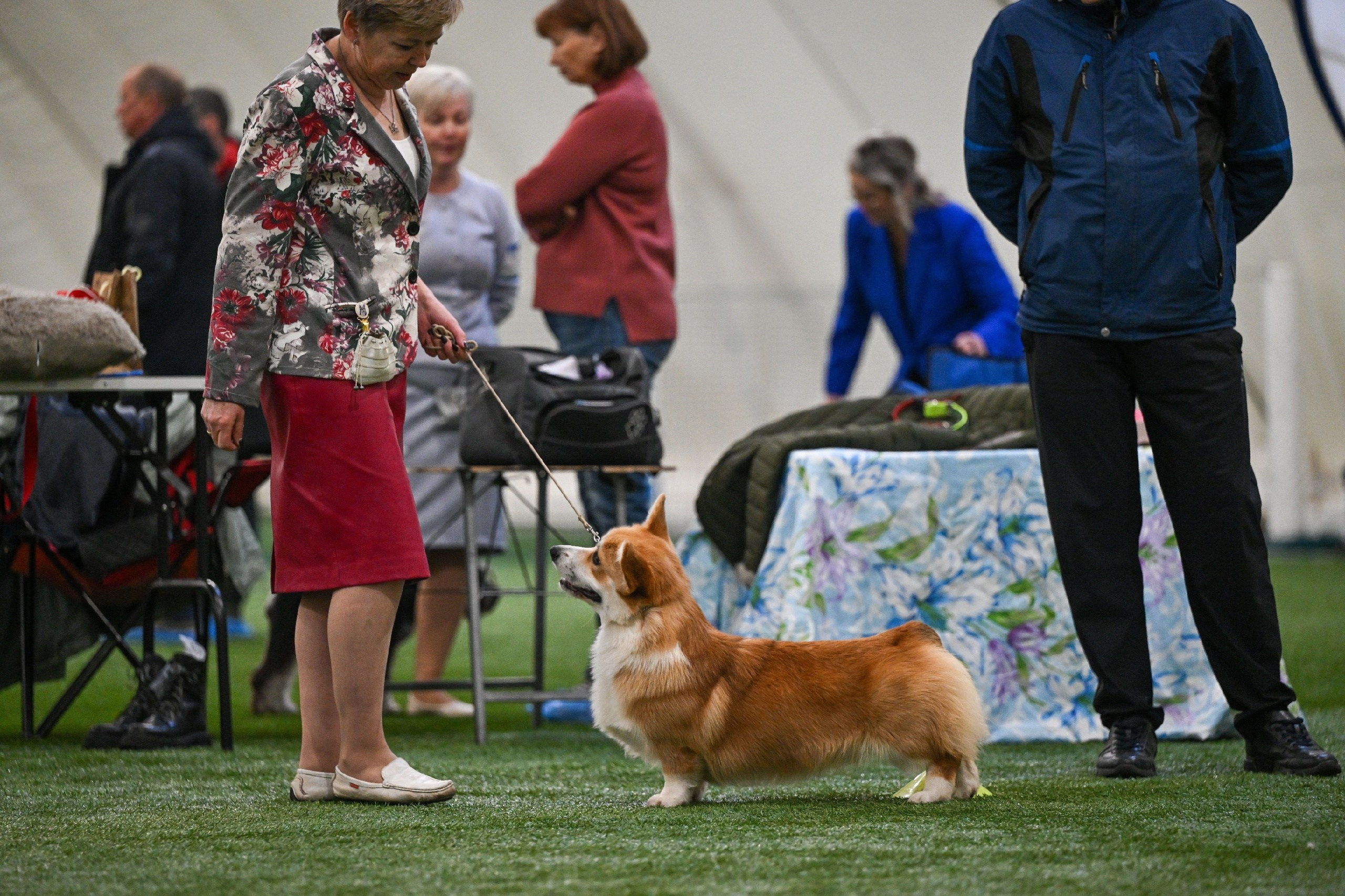 Щенки вельш корги пемброк из питомника. Питомник собак Акита, Хаски, Корги