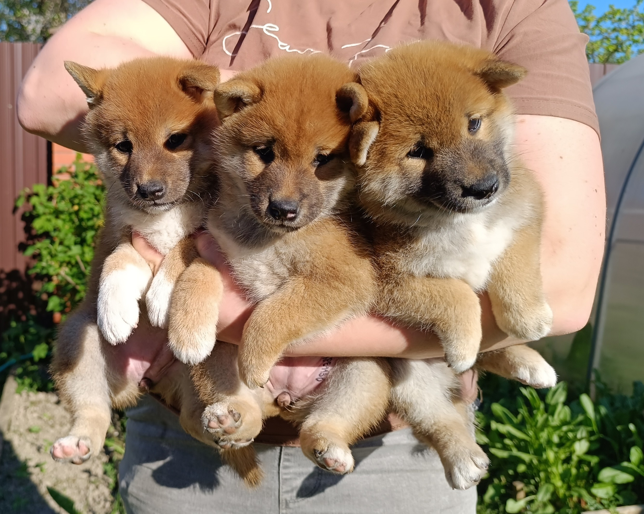 сиба питомник Рубилайт щенки на продажу rubylight  сиба щенки купить СПб Санкт-Петербург