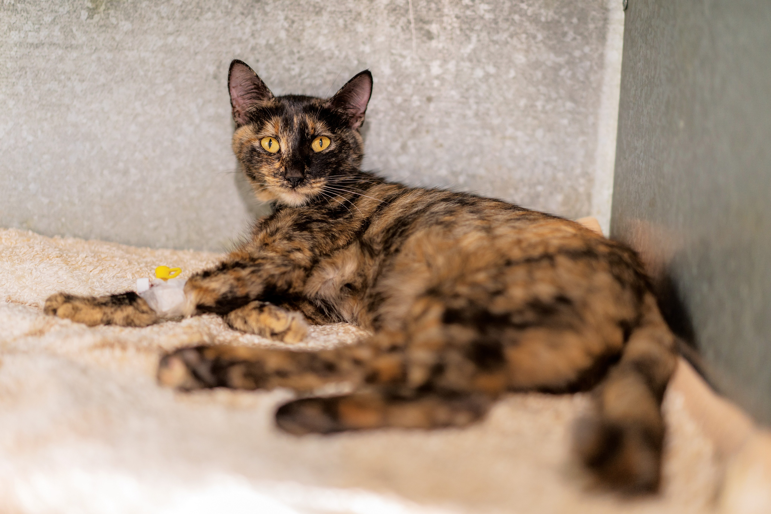 Vet clinic. Nina Petina