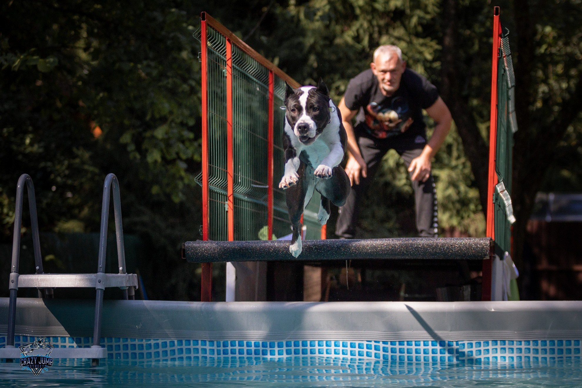 Собаки, спорт, Док дайвинг. Свадебный и репортажный фотограф в Москве и Московской области