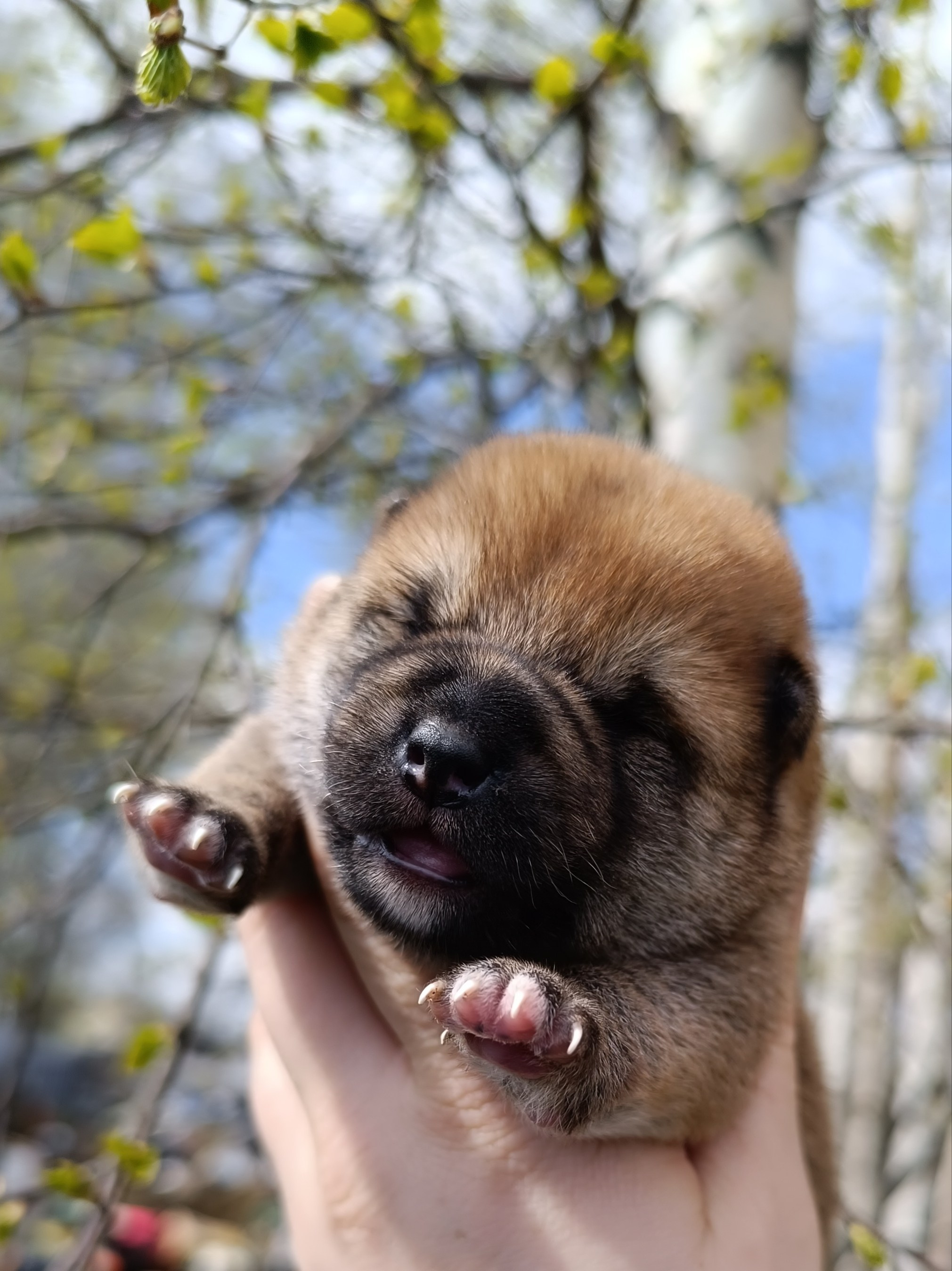 Сиба Rubylight Germes питомник Рубилайт