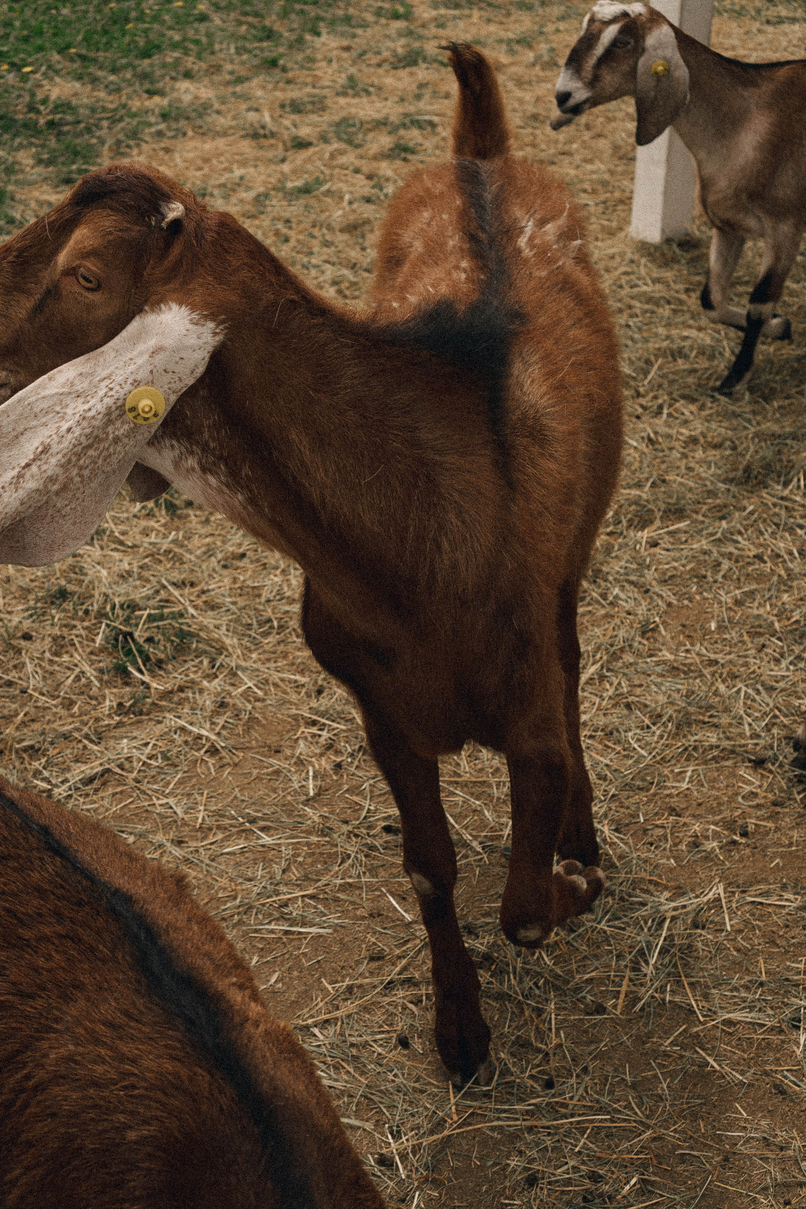 Ферма Альпак. Профессиональный фотограф, Санкт-Петербург — Виктория Богомолова