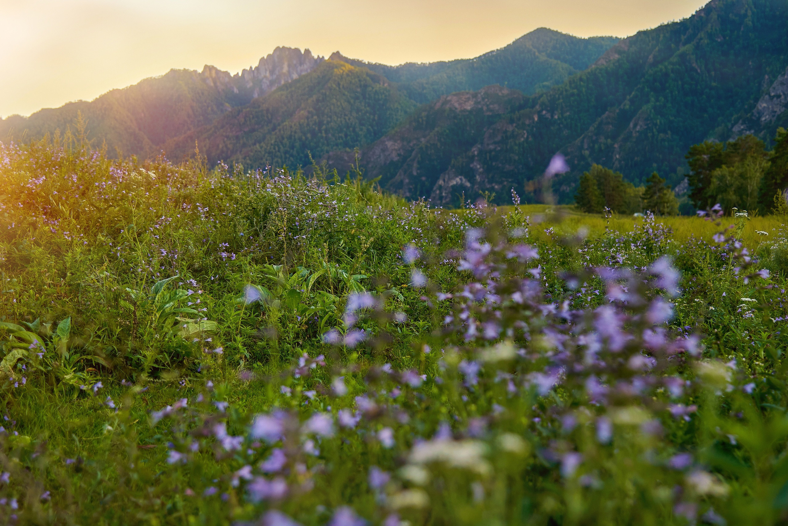Пейзажный фотограф в Горном Алтае: съёмки природы и гор. Фотограф Опыт Качество Скорость Горный Алтай Барнаул