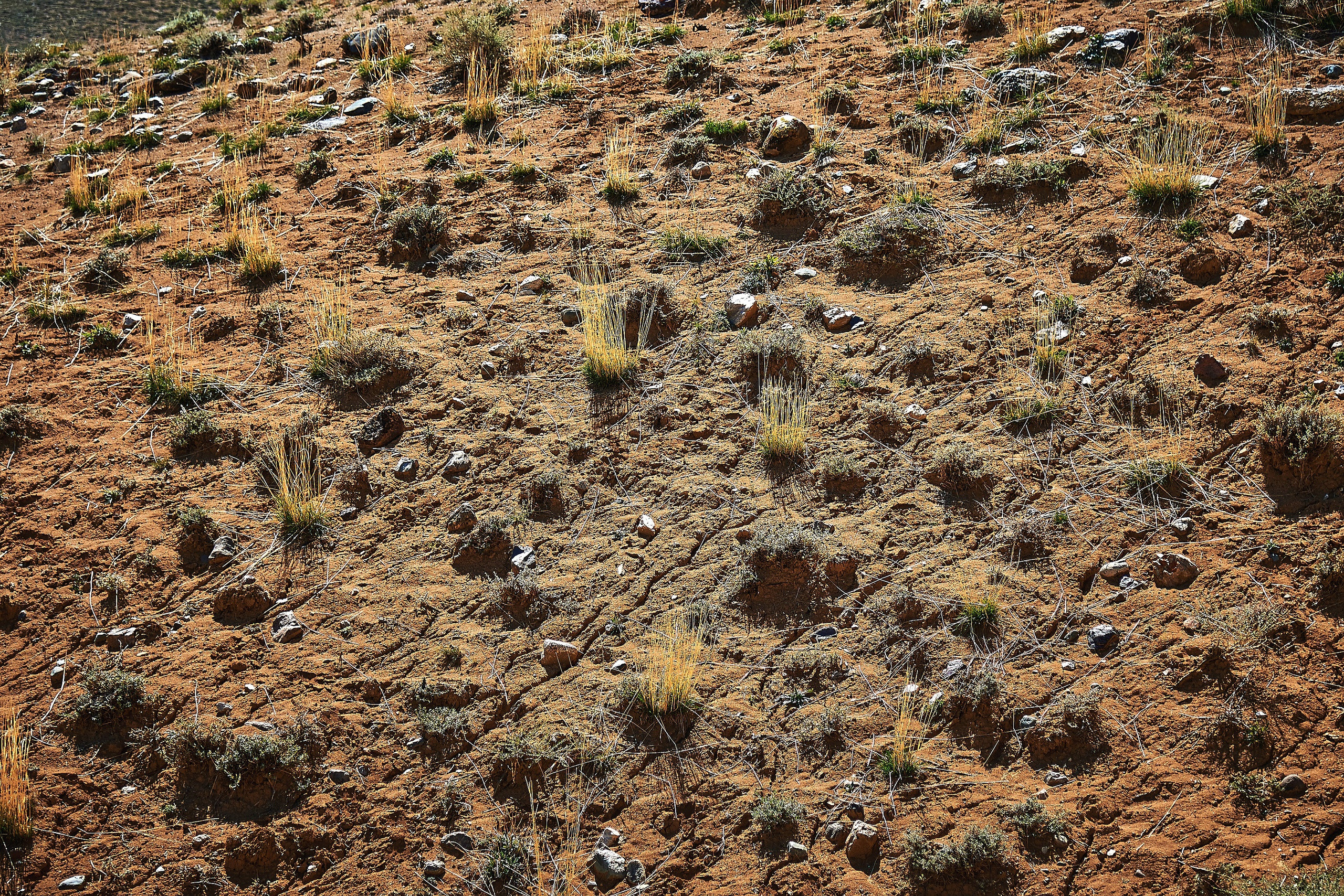 Пейзажный фотограф в Горном Алтае: съёмки природы и гор. Фотограф Опыт Качество Скорость Горный Алтай Барнаул