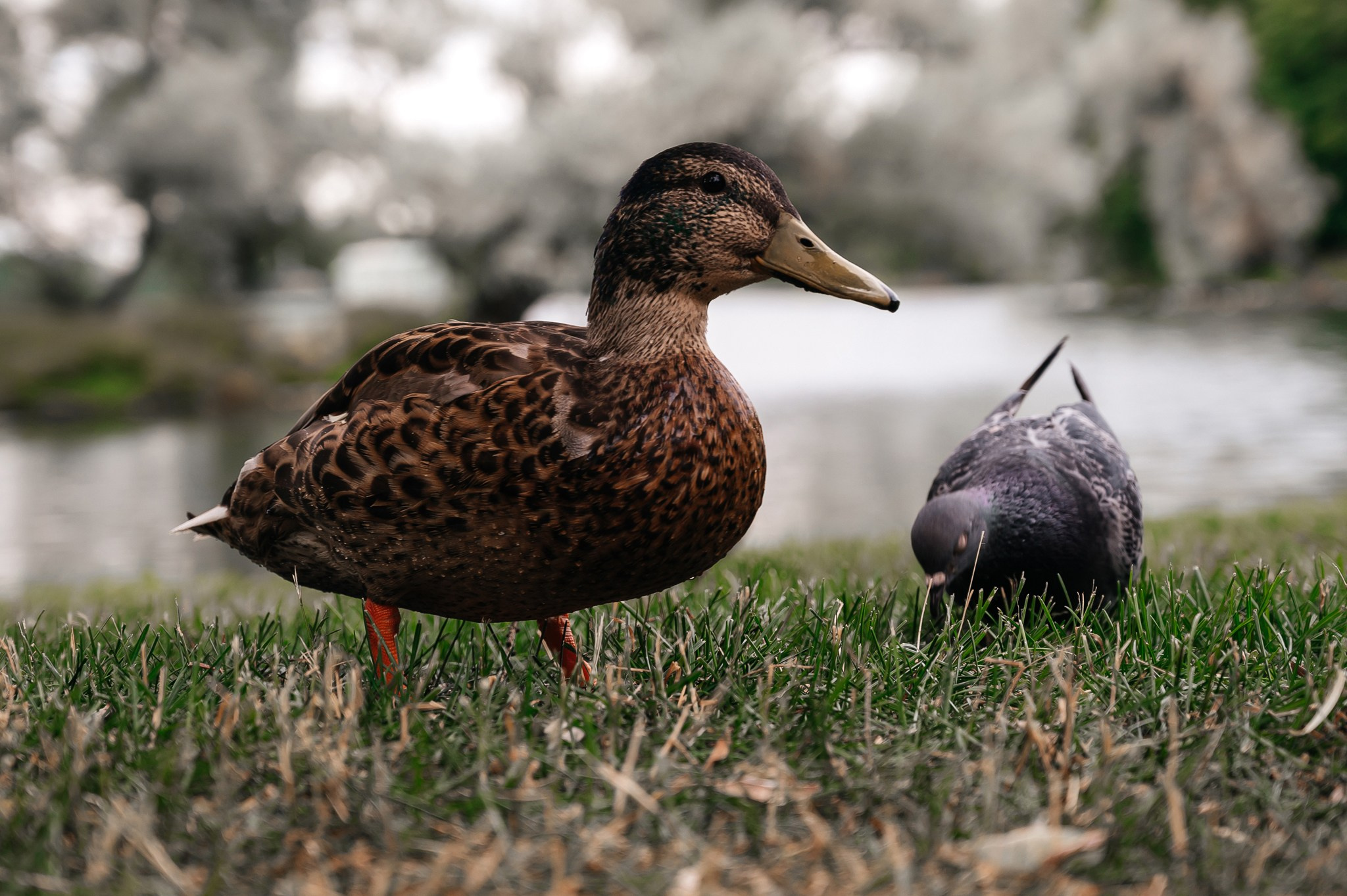 Свадьба одноклассников. Свадебный и семейный фотограф из Санкт-Петербурга Климов Анатолий