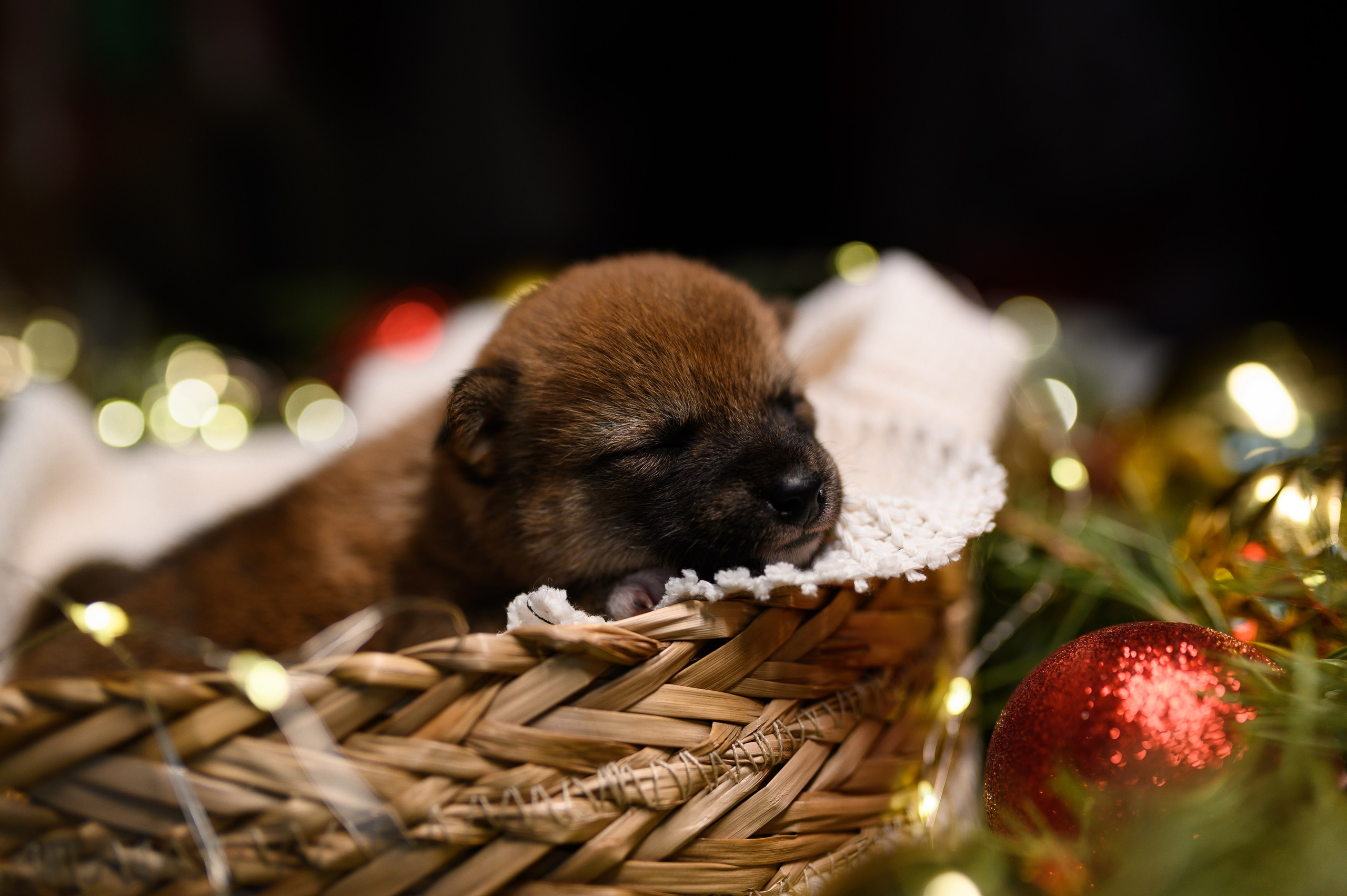 Мамесиба. Фотограф анималист в Москве Ольга Агушева