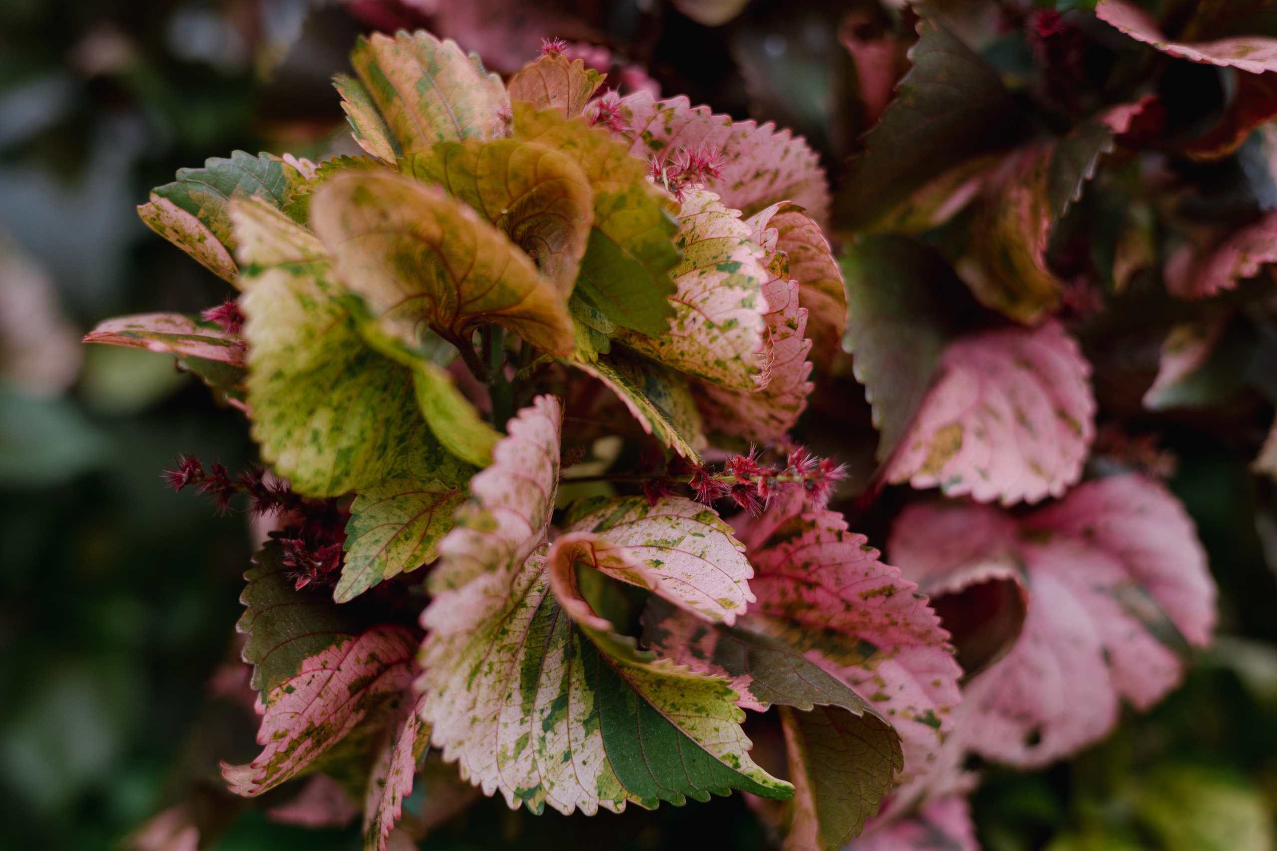 Weligama. Photographer Sonkina Tatiana (Tanya Ash)