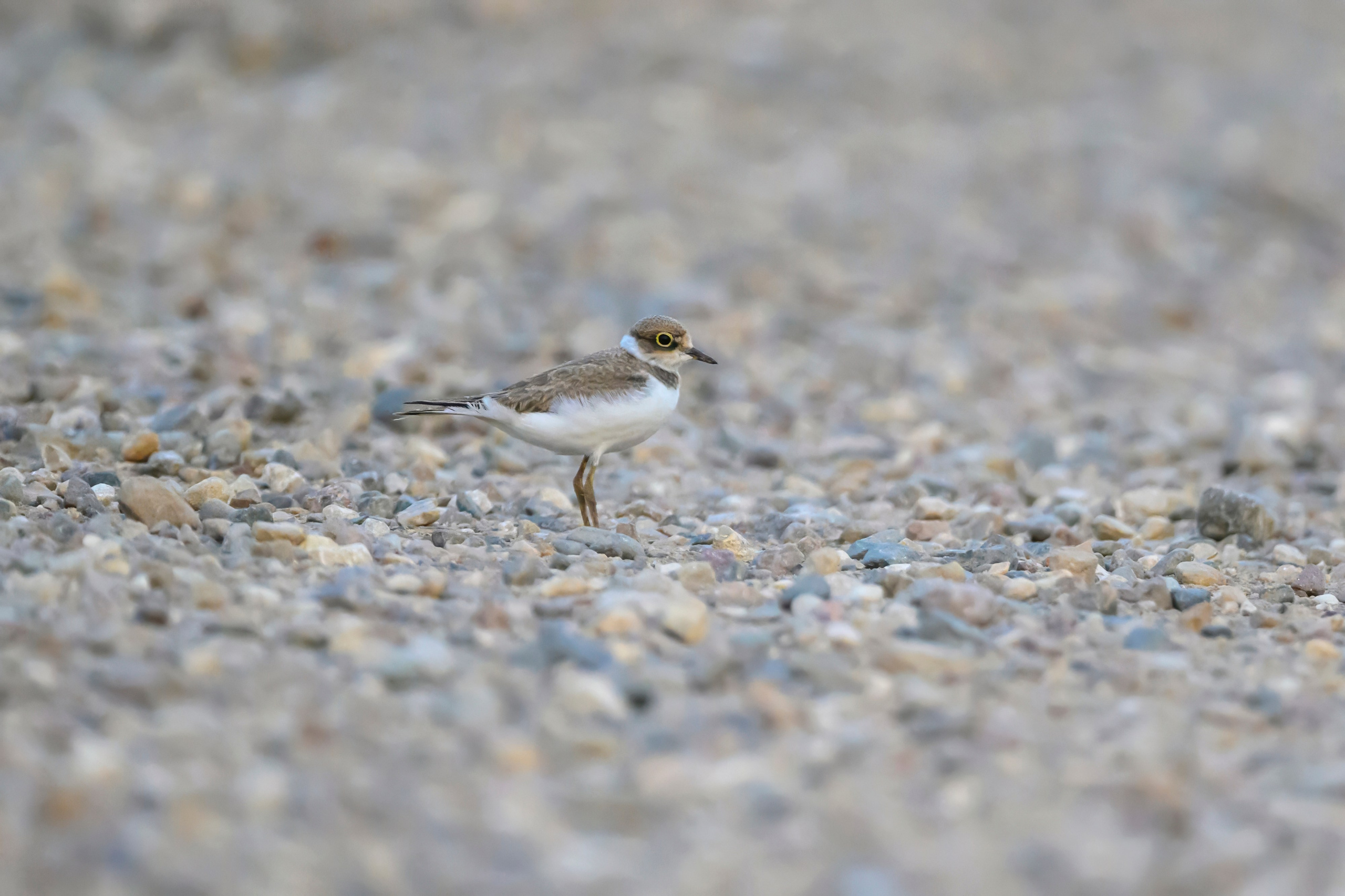 Горностай, чечевица и подорлик. Wildlife photography by Sergey Puponin