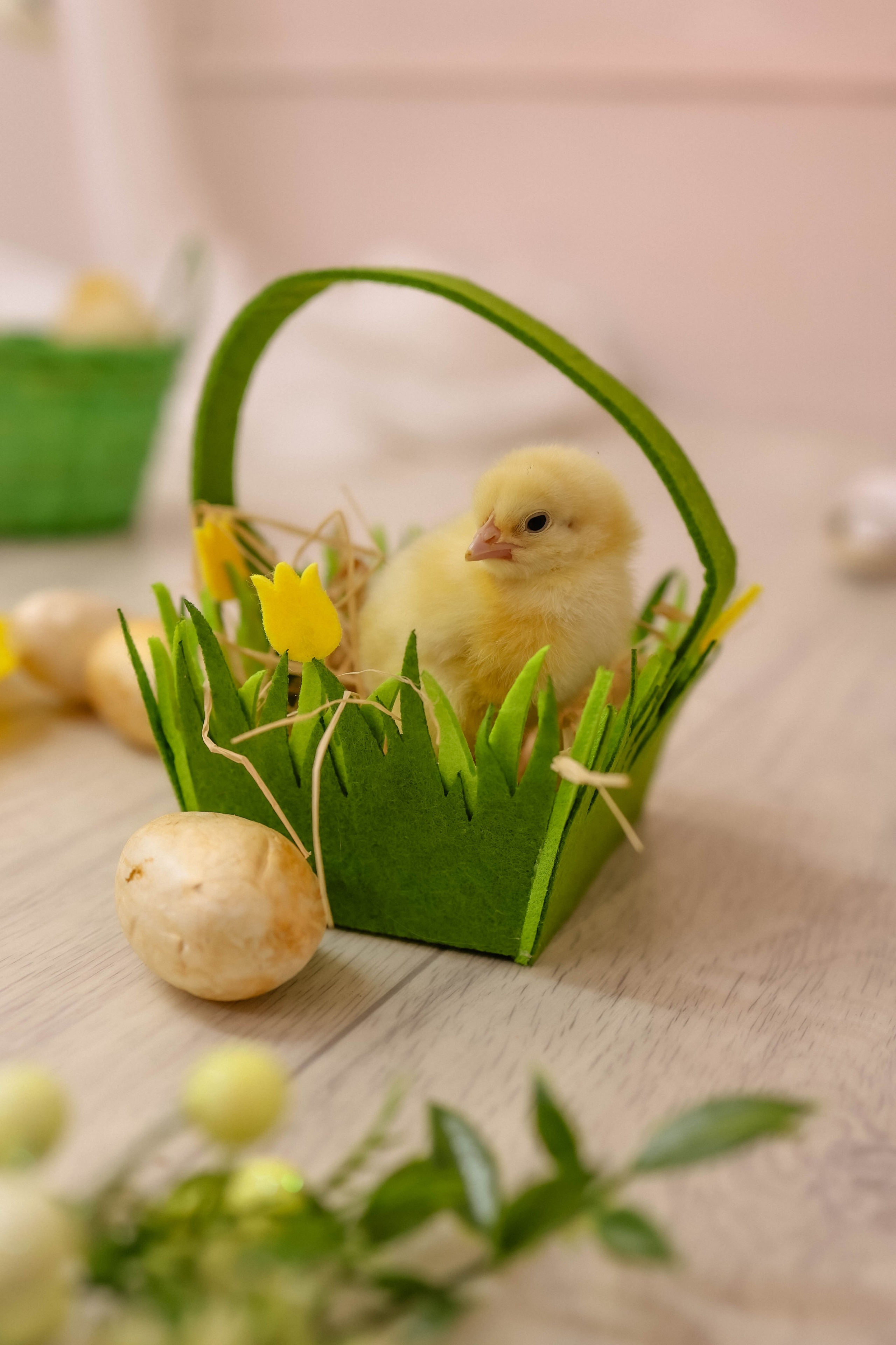 Экспресс фотосессия с цыплятами. Семейный и детский фотограф в Славгороде Анастасия Винс