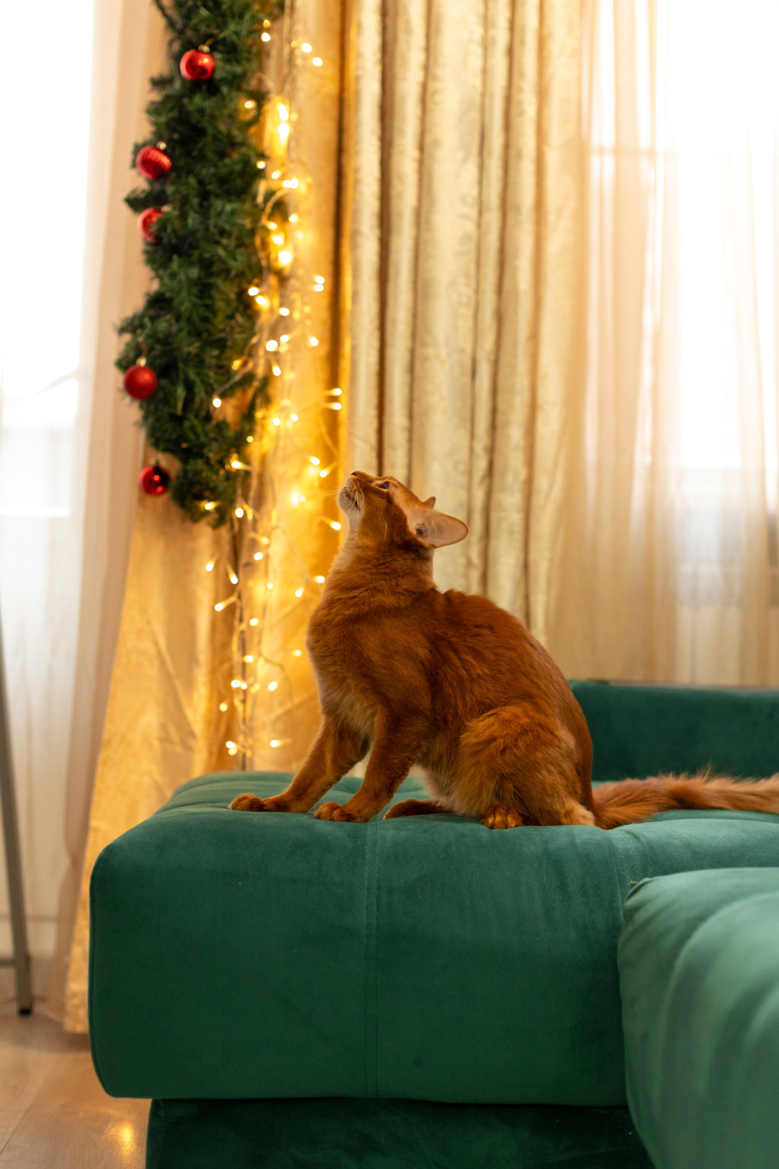 Сомали. Art my Pho