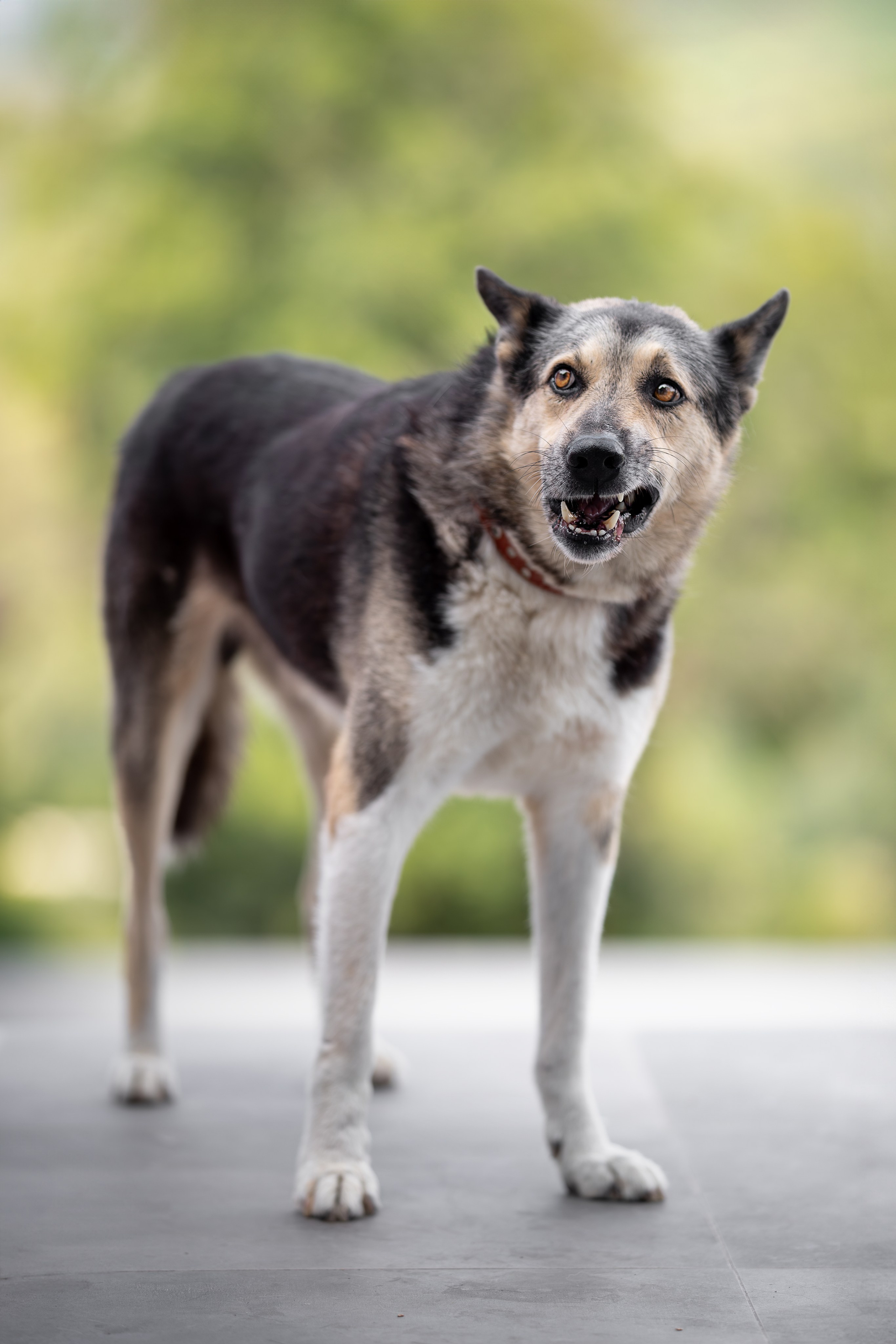Мини-приют «Возрождение». Ирина Голомб|Фотограф-анималист в  Сочи и Калининграде