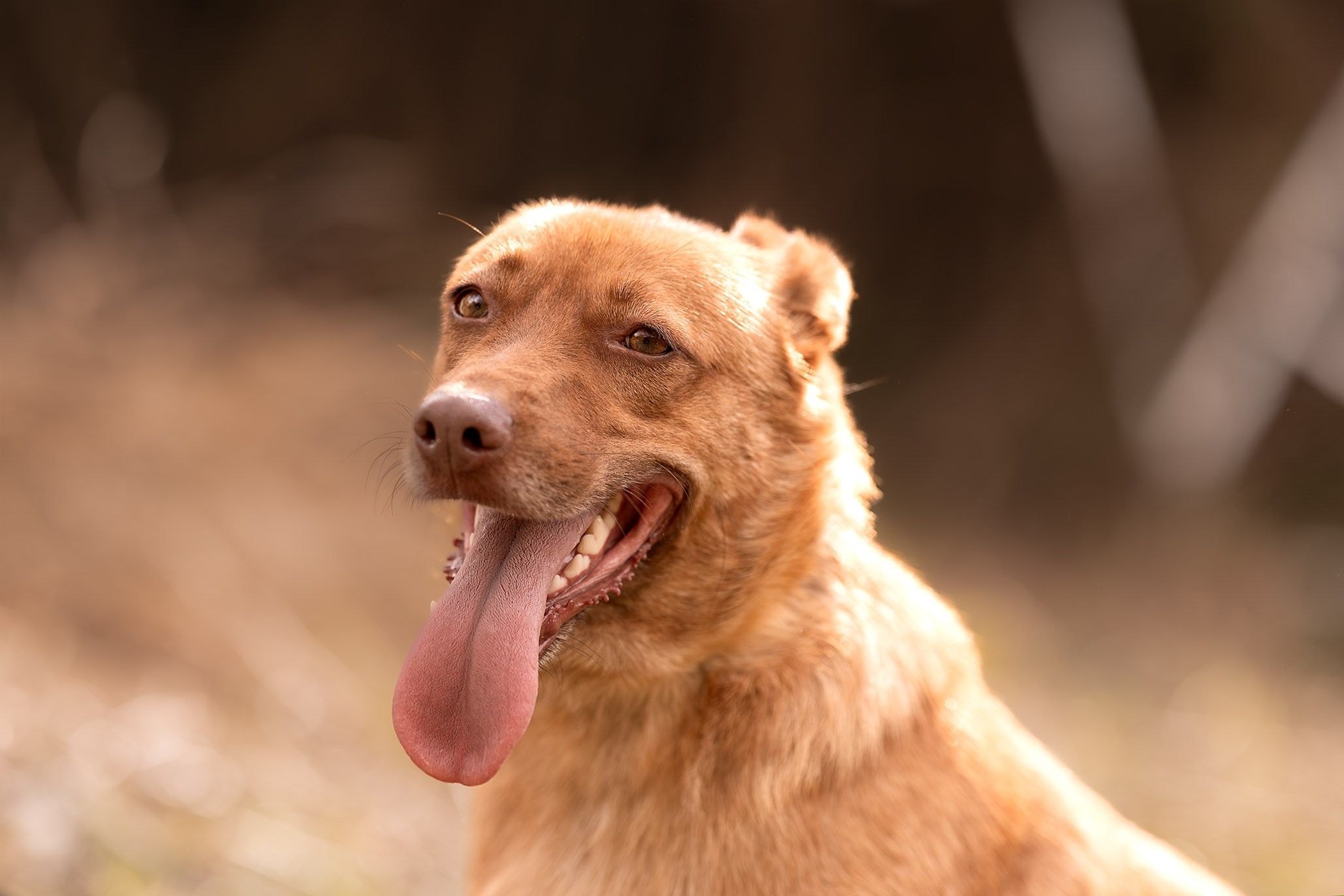 Приют Бим. Ирина Голомб|Фотограф-анималист в  Сочи и Калининграде