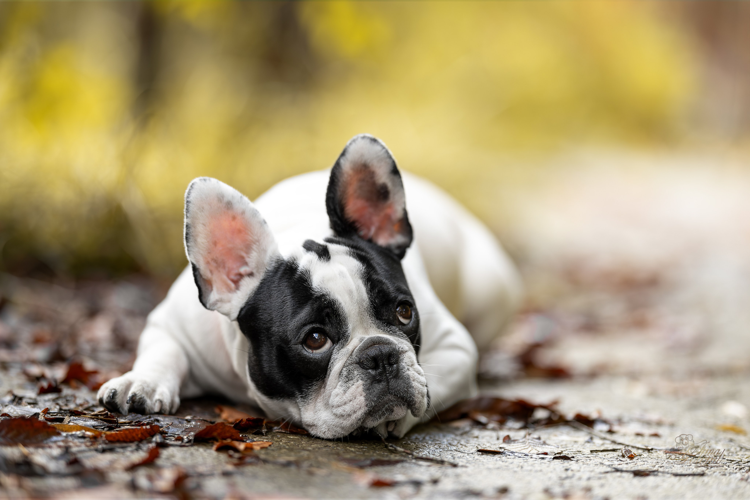 Французский Бульдог Инди. Ирина Голомб|Фотограф-анималист в  Сочи и Калининграде