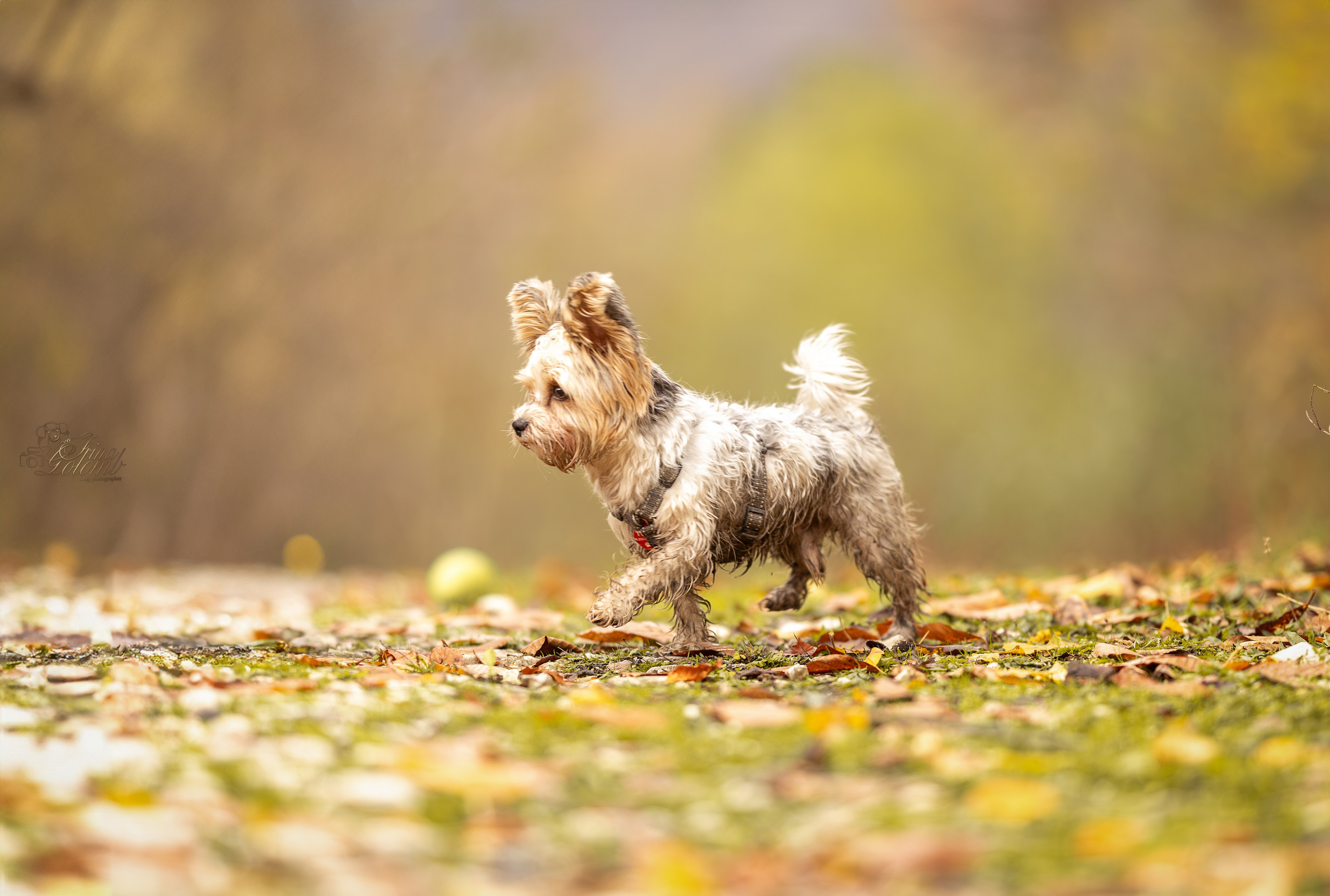 Бивер йорк Тоша. Ирина Голомб|Фотограф-анималист в  Сочи и Калининграде