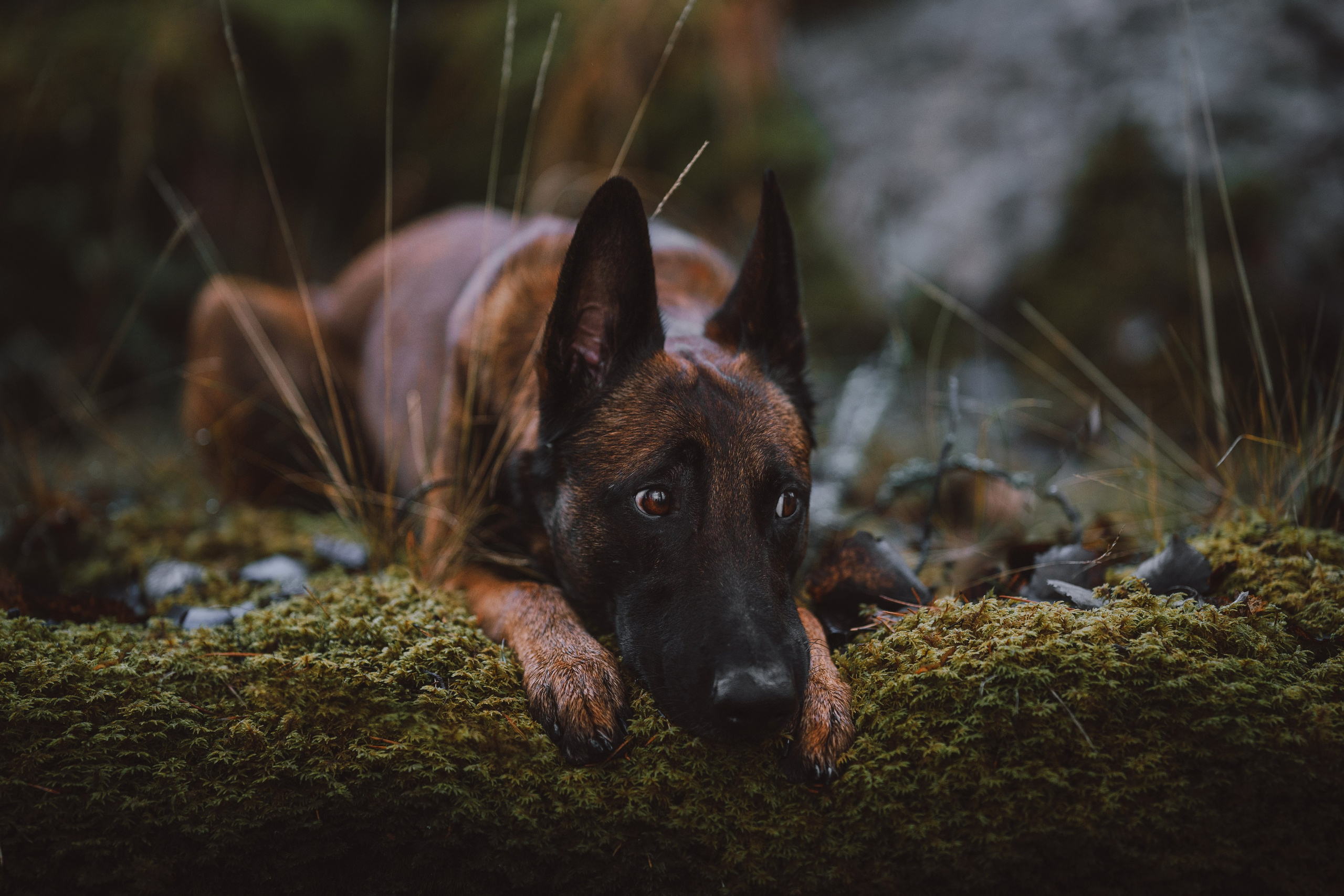 Раш. Фотограф анималист Осипчикова Мария
