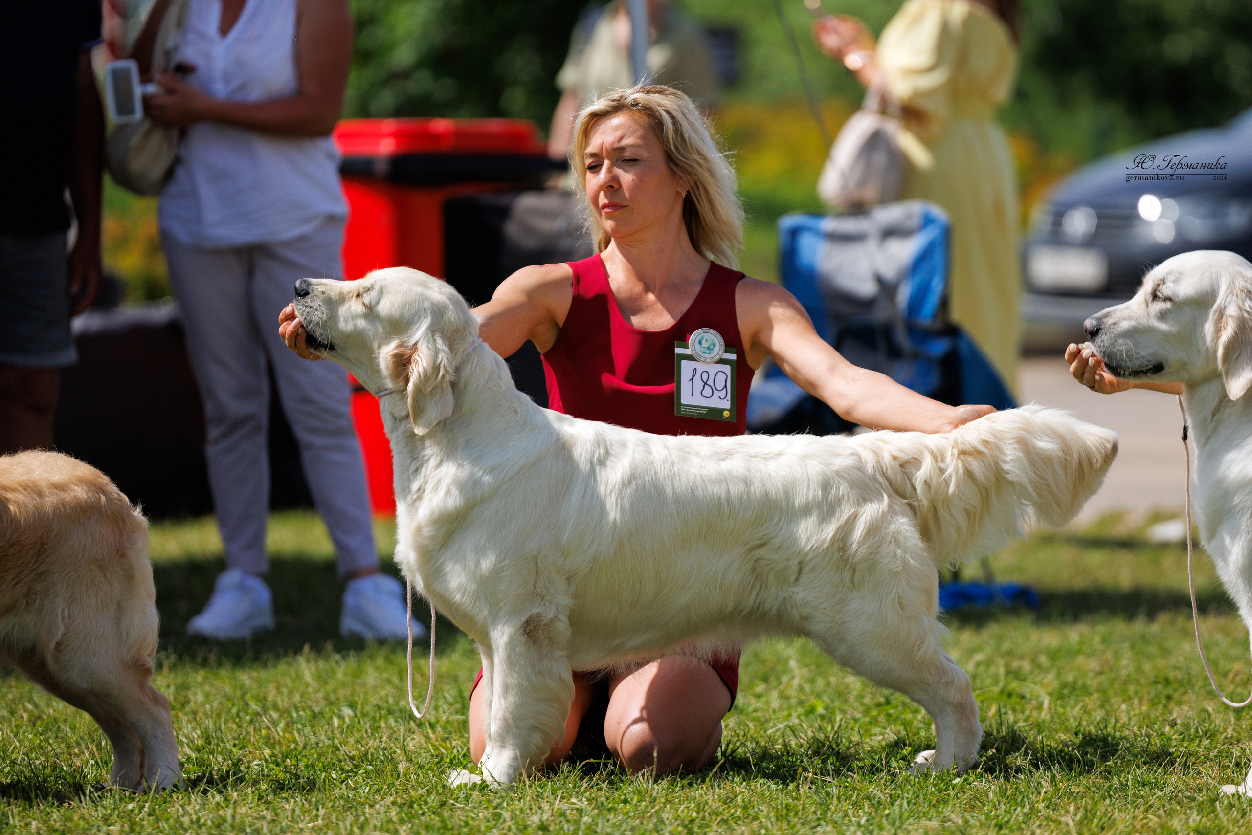 Голдены 15-16.06.2024. Фотограф-анималист Юлия Германика