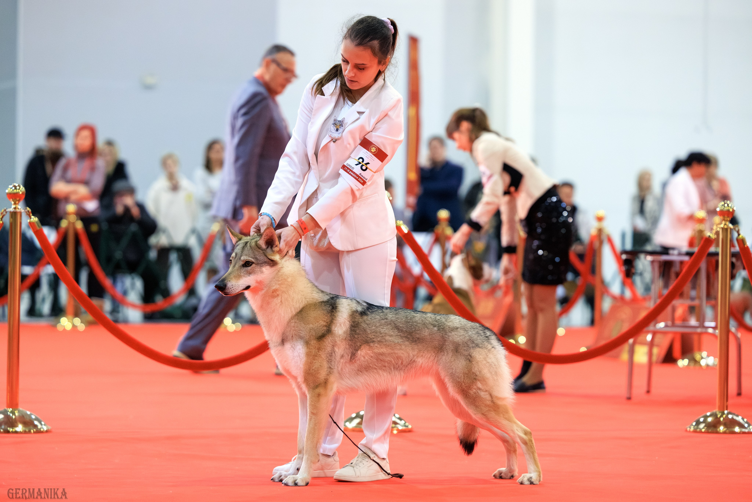 Лучшие Собаки России 17-18.02.2024. Фотограф-анималист Юлия Германика