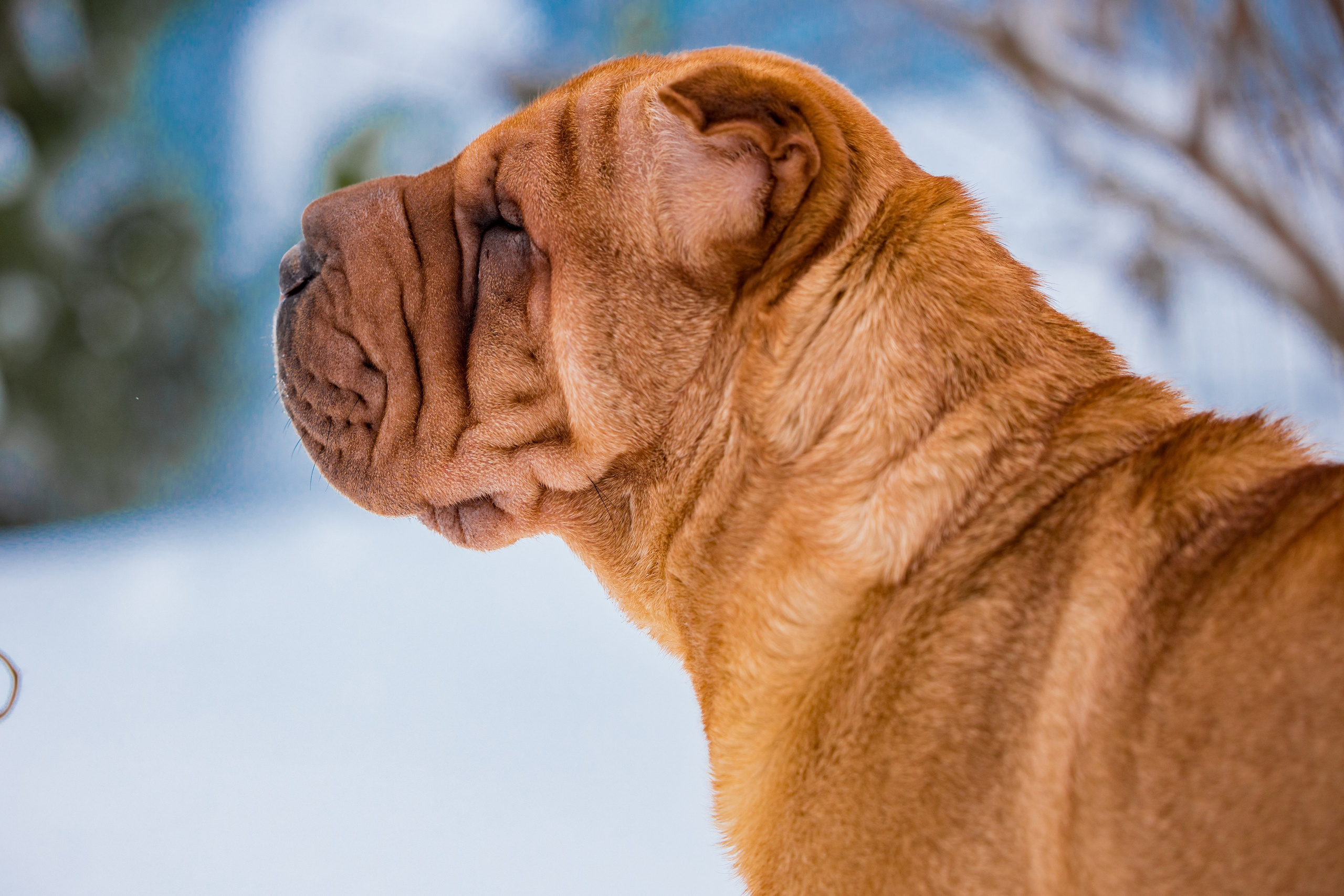 В гостях у шарпеев 16.01.2024. Фотограф-анималист Юлия Германика
