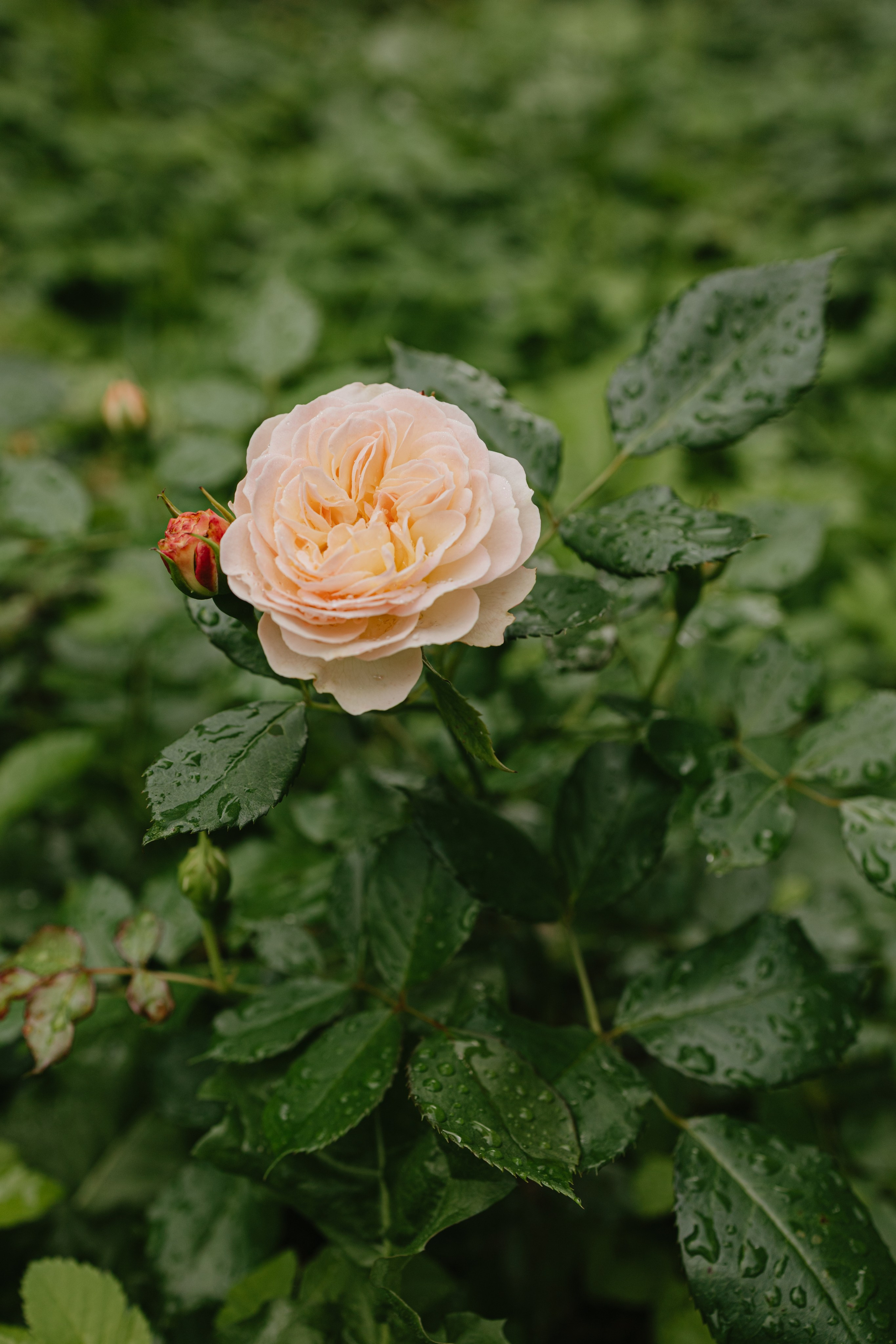 Зимний и летний сад. Фотограф Эльмира Лин
