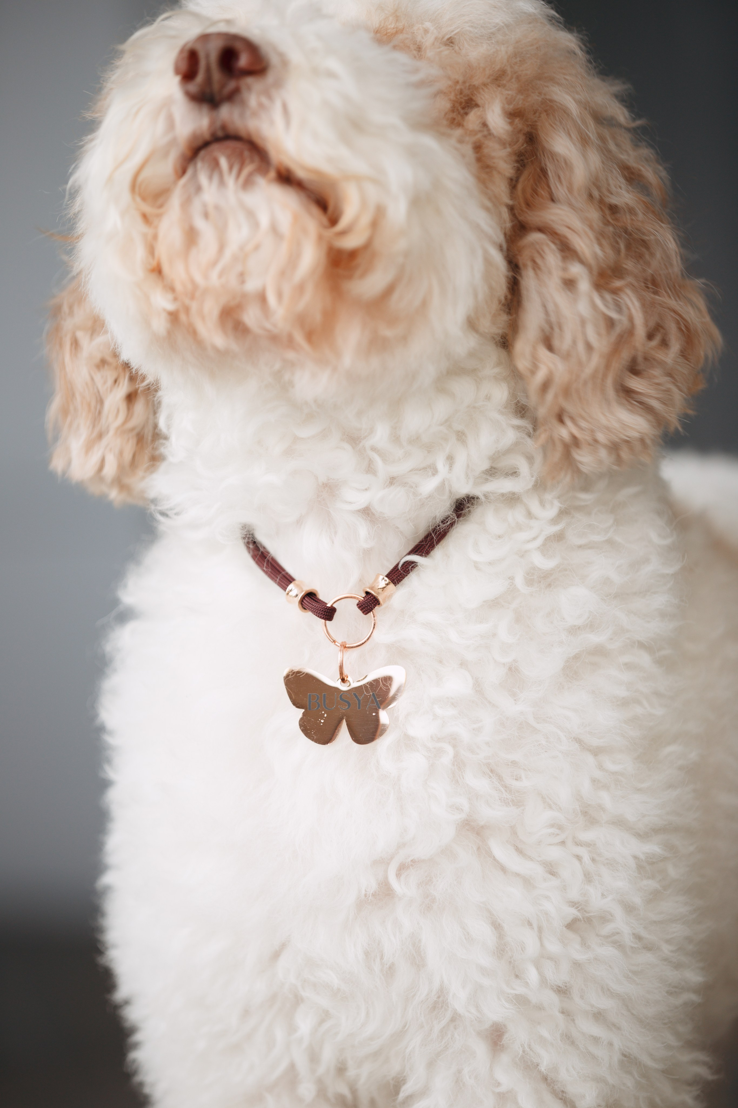 Bmbh лежанки и адресники. Фотограф анималист Кристина Карпова, Москва