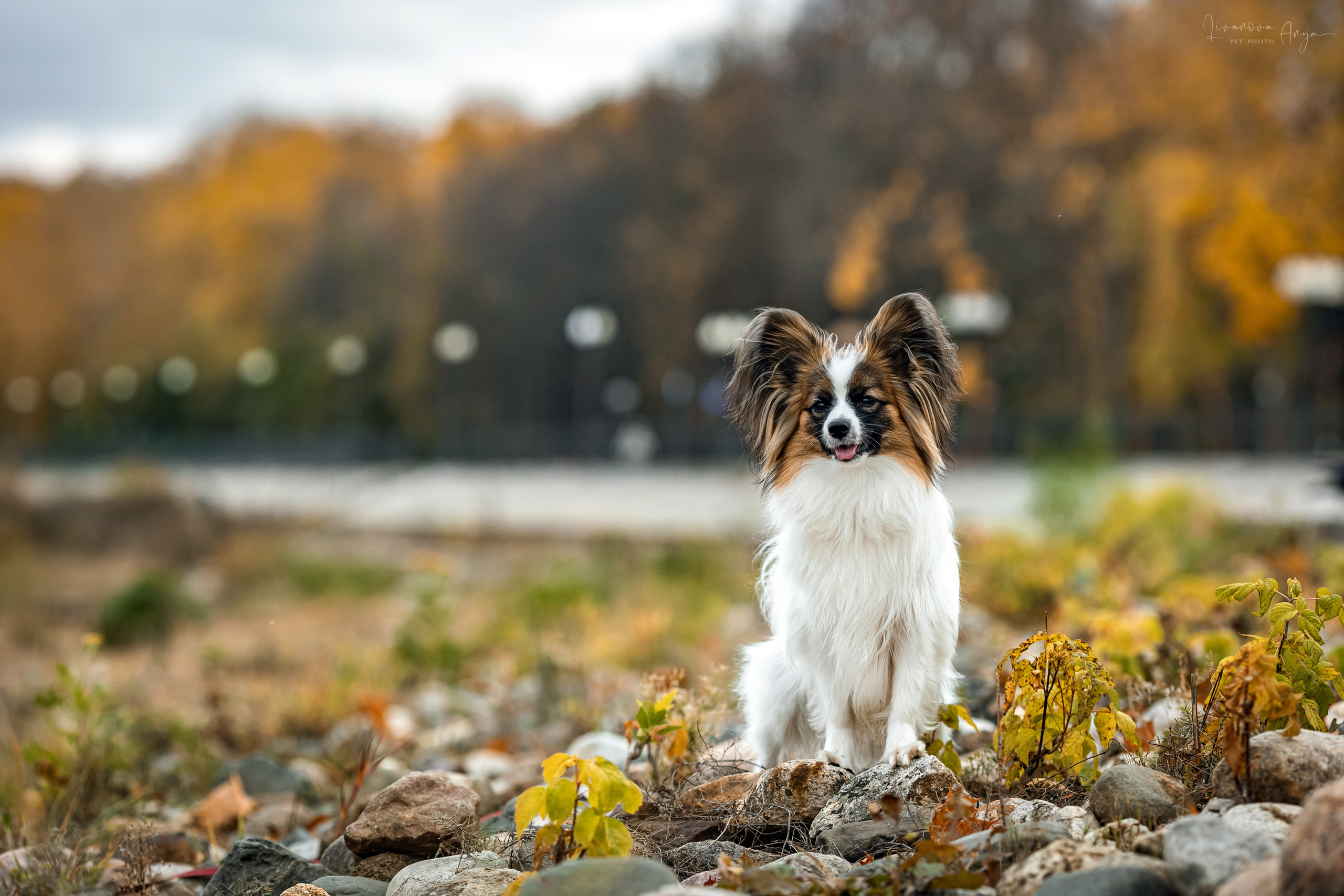 Хьюстон. Фотограф анималист Аня Ливанова | Рыбинск