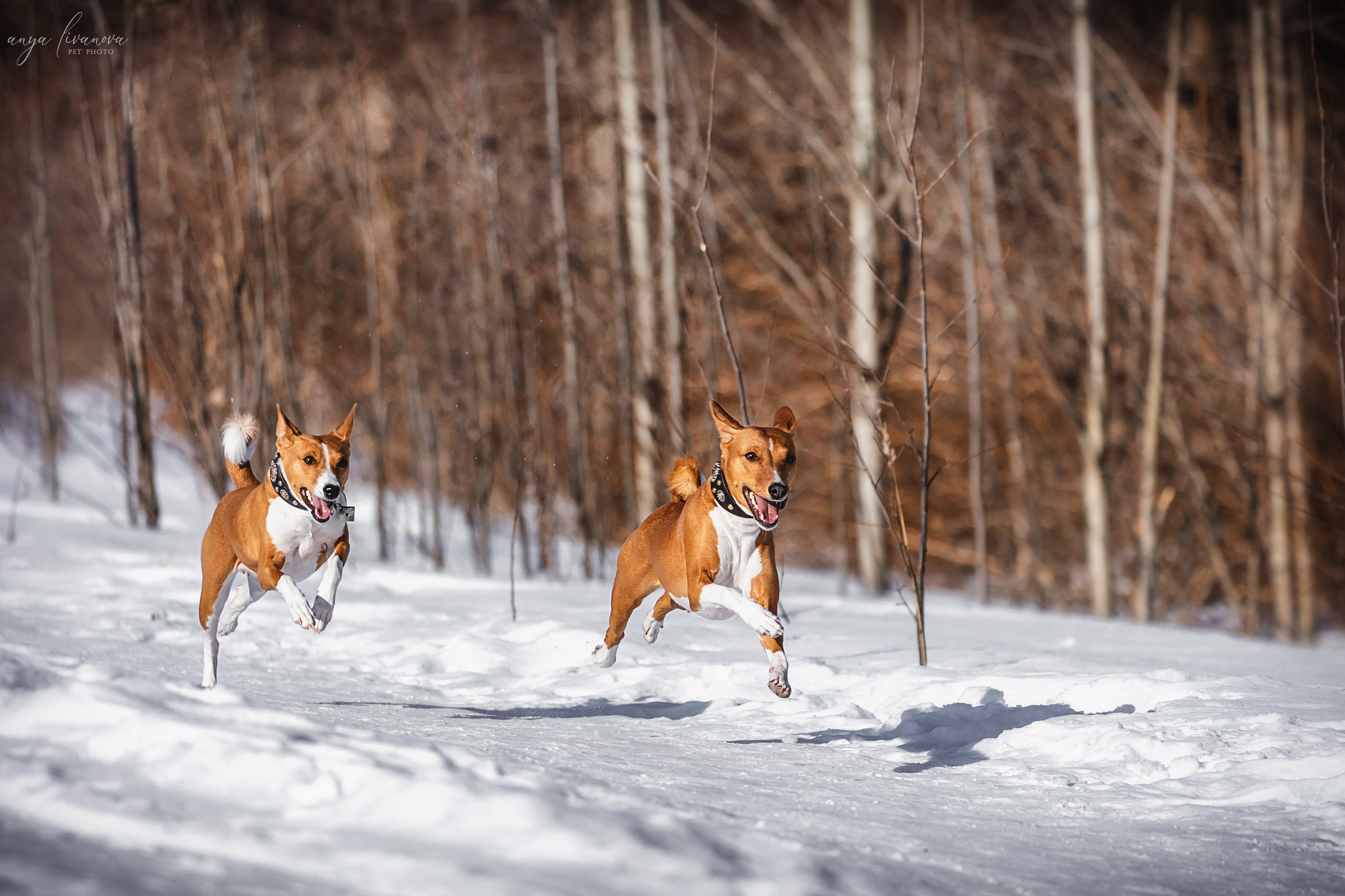 Одри и Ника. Фотограф анималист Аня Ливанова | Рыбинск