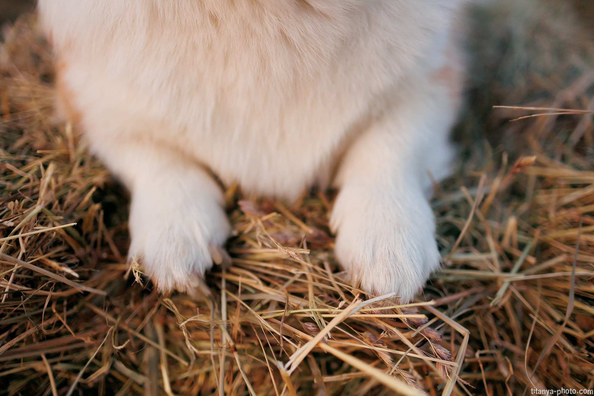 Собака на сене. Фотограф собак, фотограф-анималист Аня Титова (Titanya). Москва