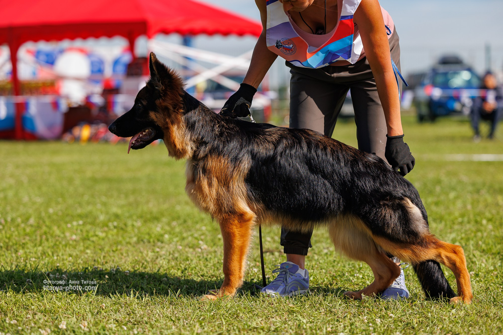 Немецкие овчарки: фото из рингов и вне ринга, мутпроба (фотографии с выставок). Фотограф собак, фотограф-анималист Аня Титова (Titanya). Москва