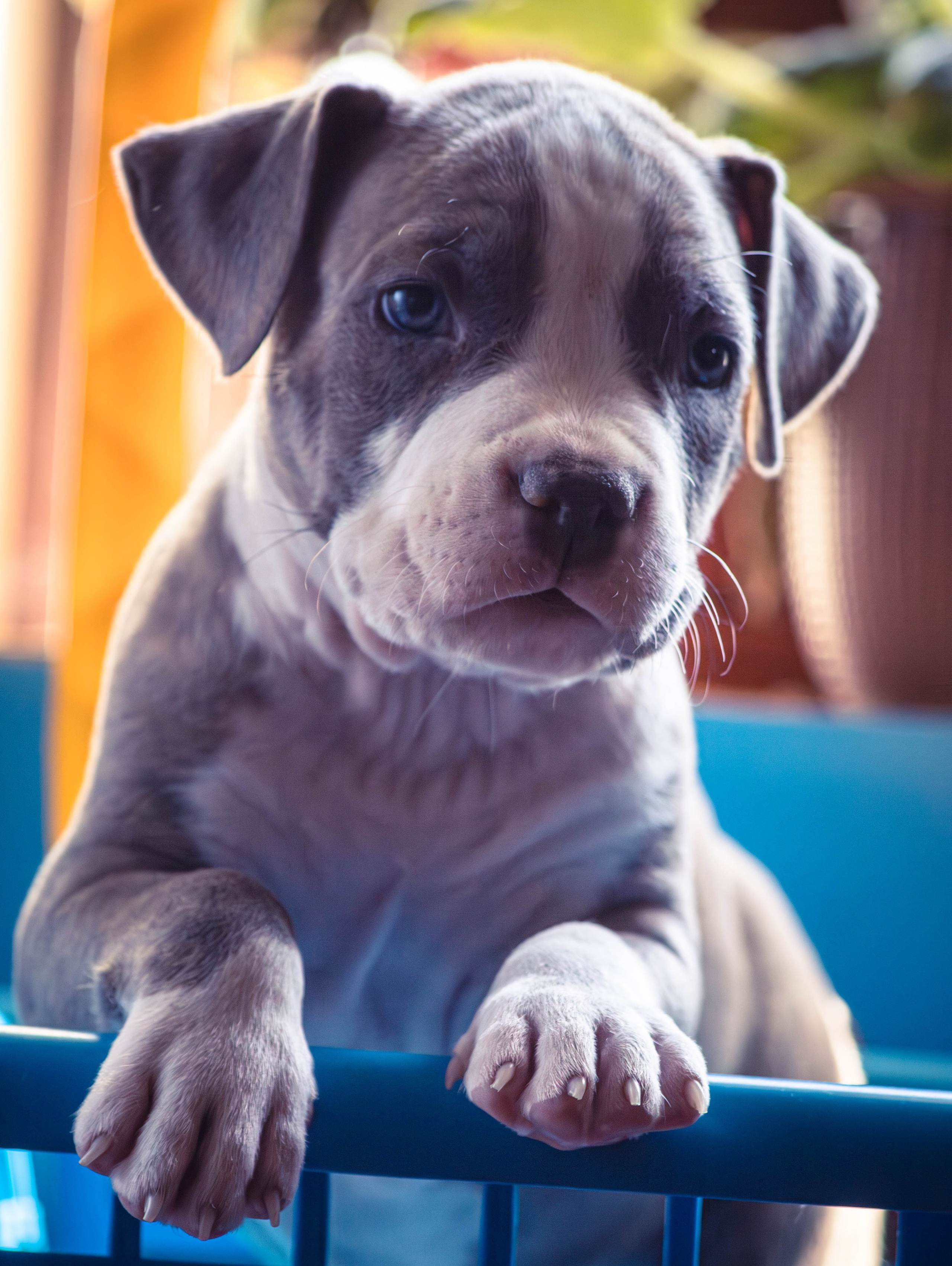 Фотосессия щенков от 7-и дней в стиле ньюборн. Фотограф анималист — Тула, Москва