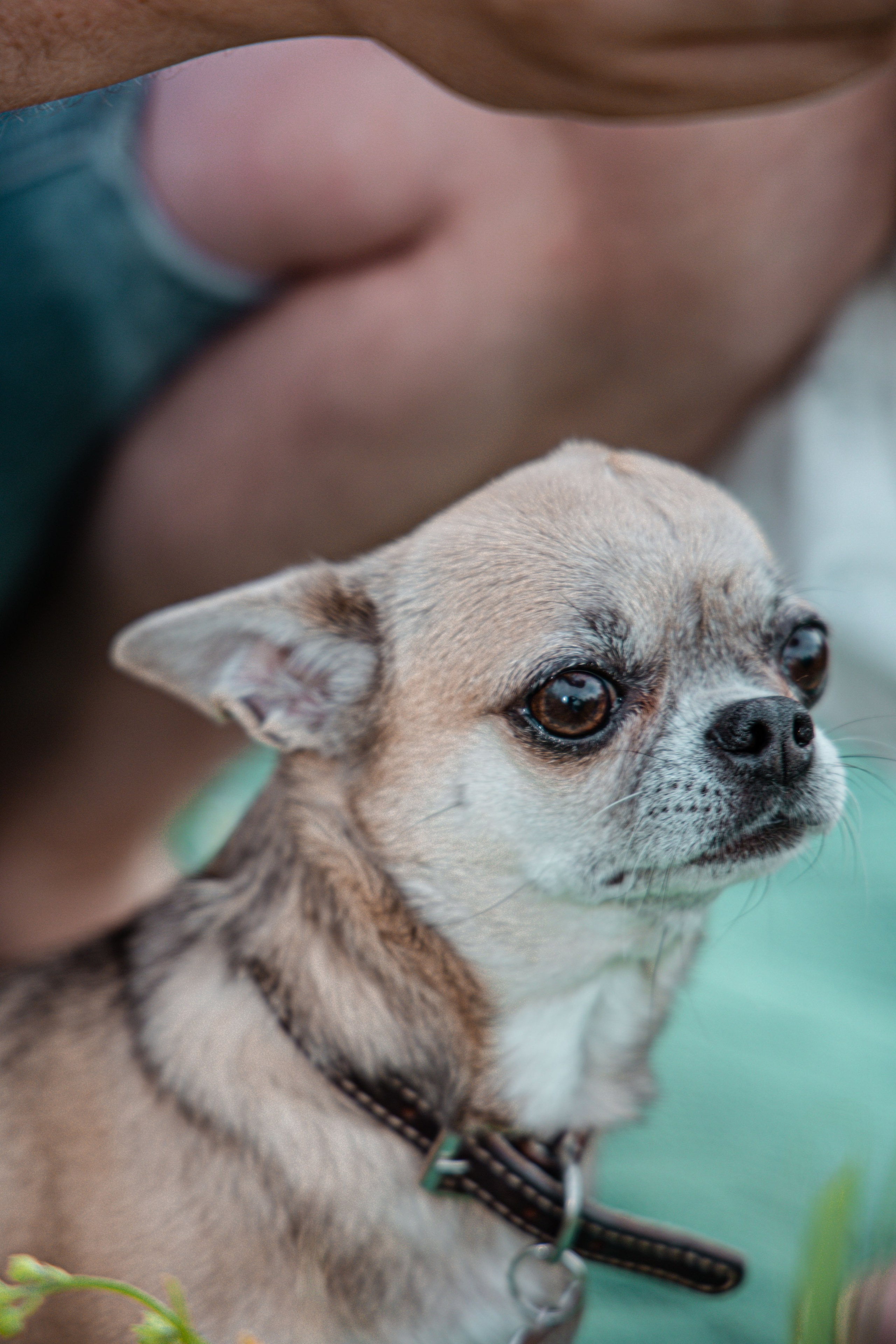 Фотограф Татьяна Марсуверских г. Жуковский, Москва и Мо. Репортажные съёмки, фотосессии,  фотограф анималист, фотосъёмка животных. Фотограф для маркетплейсов, фотоуслуги в Жуковском Татьяна Марсуверских