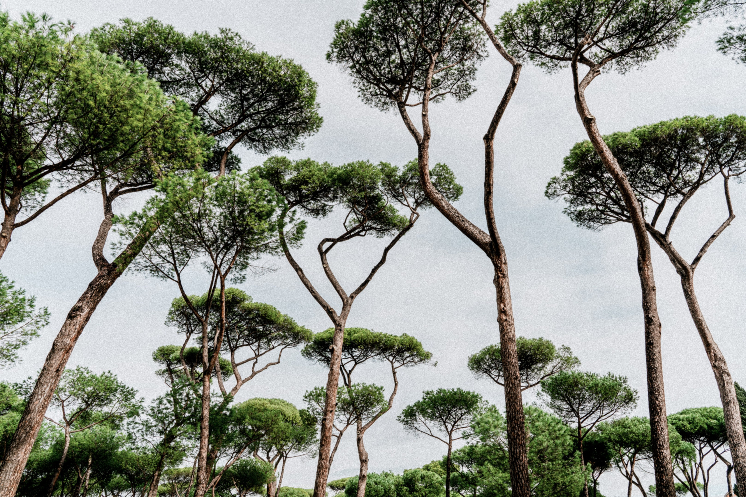 Вилла Боргезе, Рим 