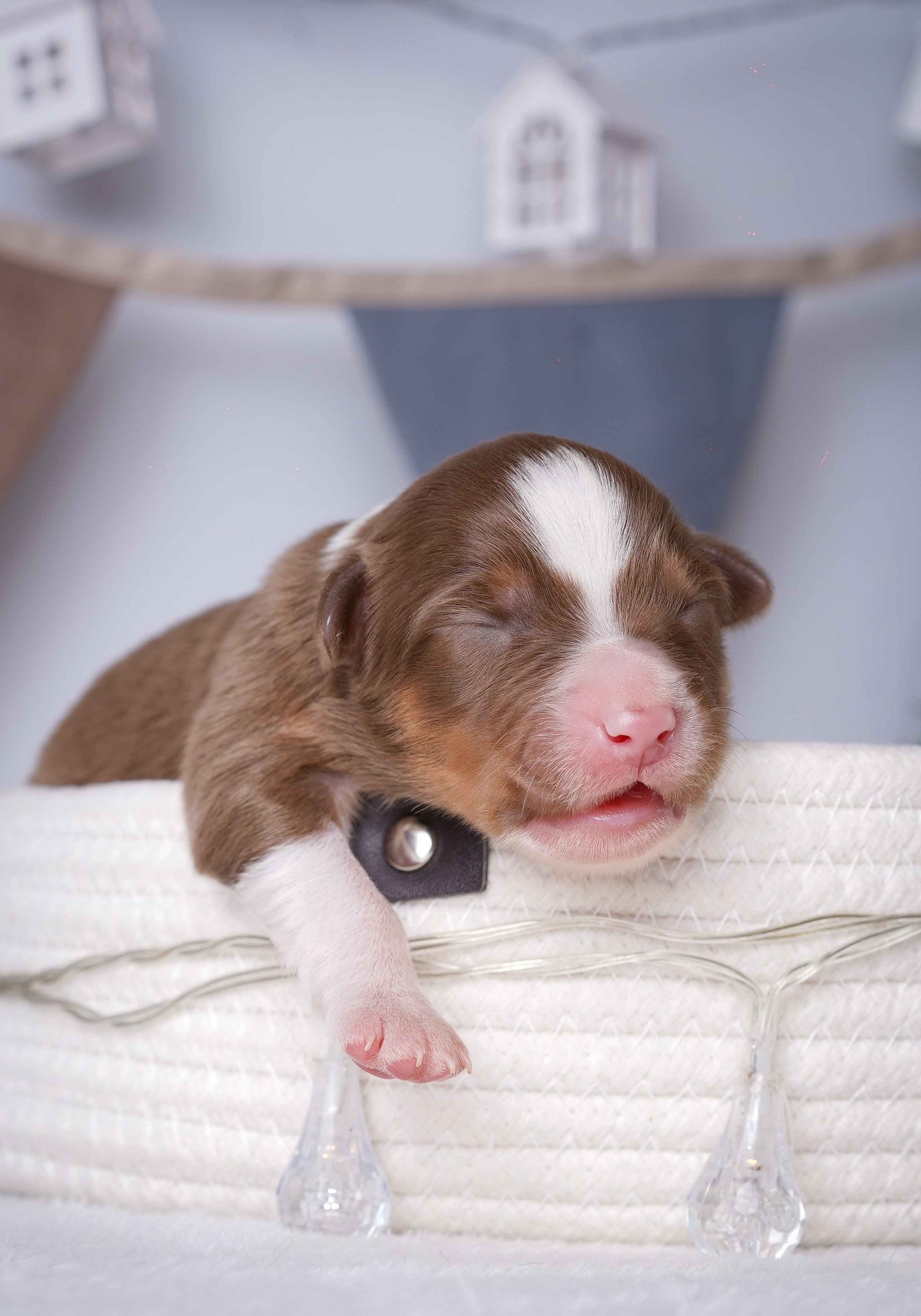 Щенули аусси. Фотограф-анималист в Санкт-Петербурге Яна Мартынова