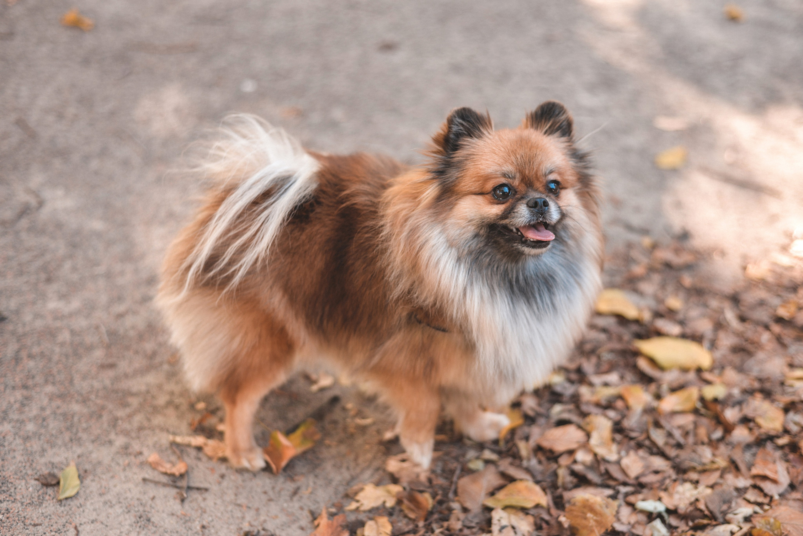 Алина с Кнопкой прогулка. Семейный и свадебный фотограф Галина Абакумова, фотосессии в Белгороде