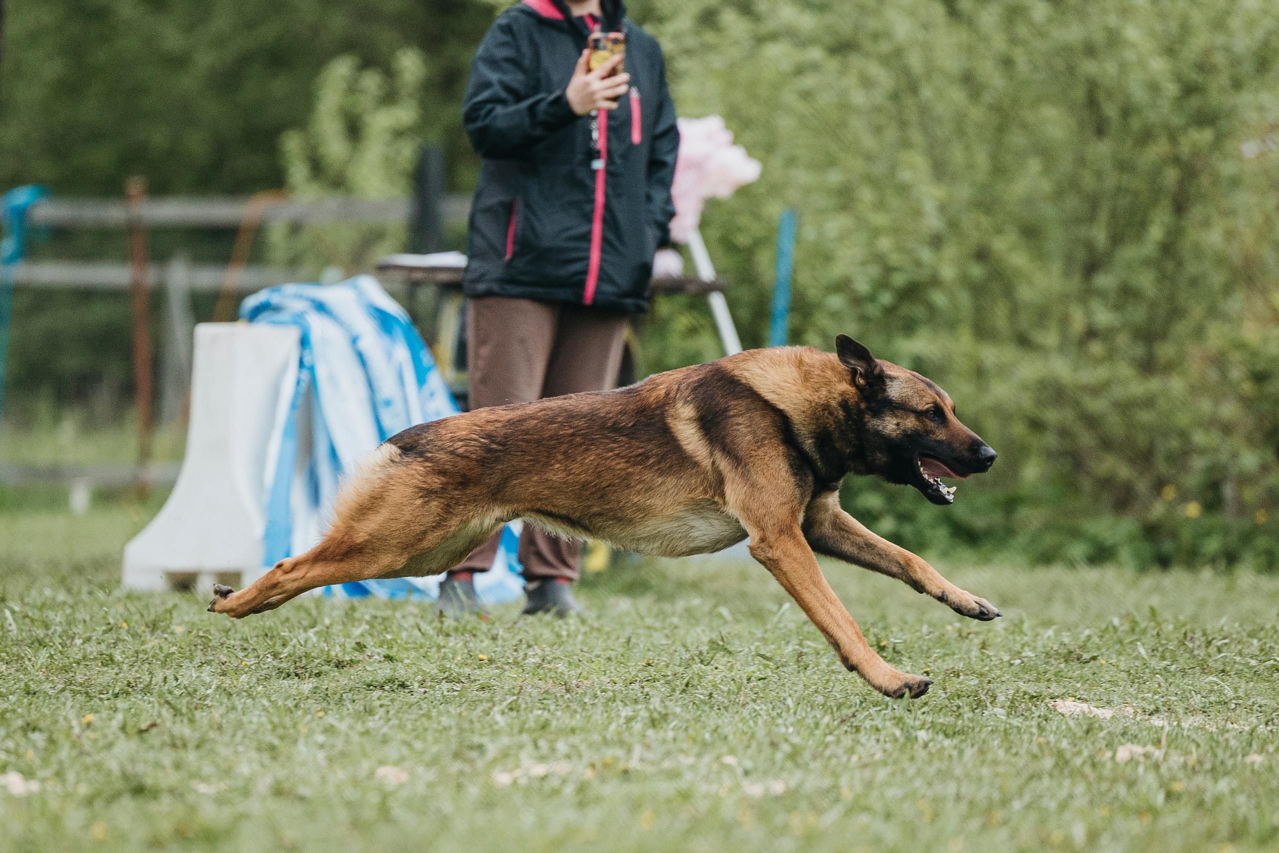 26.05.25 г. Пушкин квалификационные соревнования. Фотограф-анималист Анна Маринич