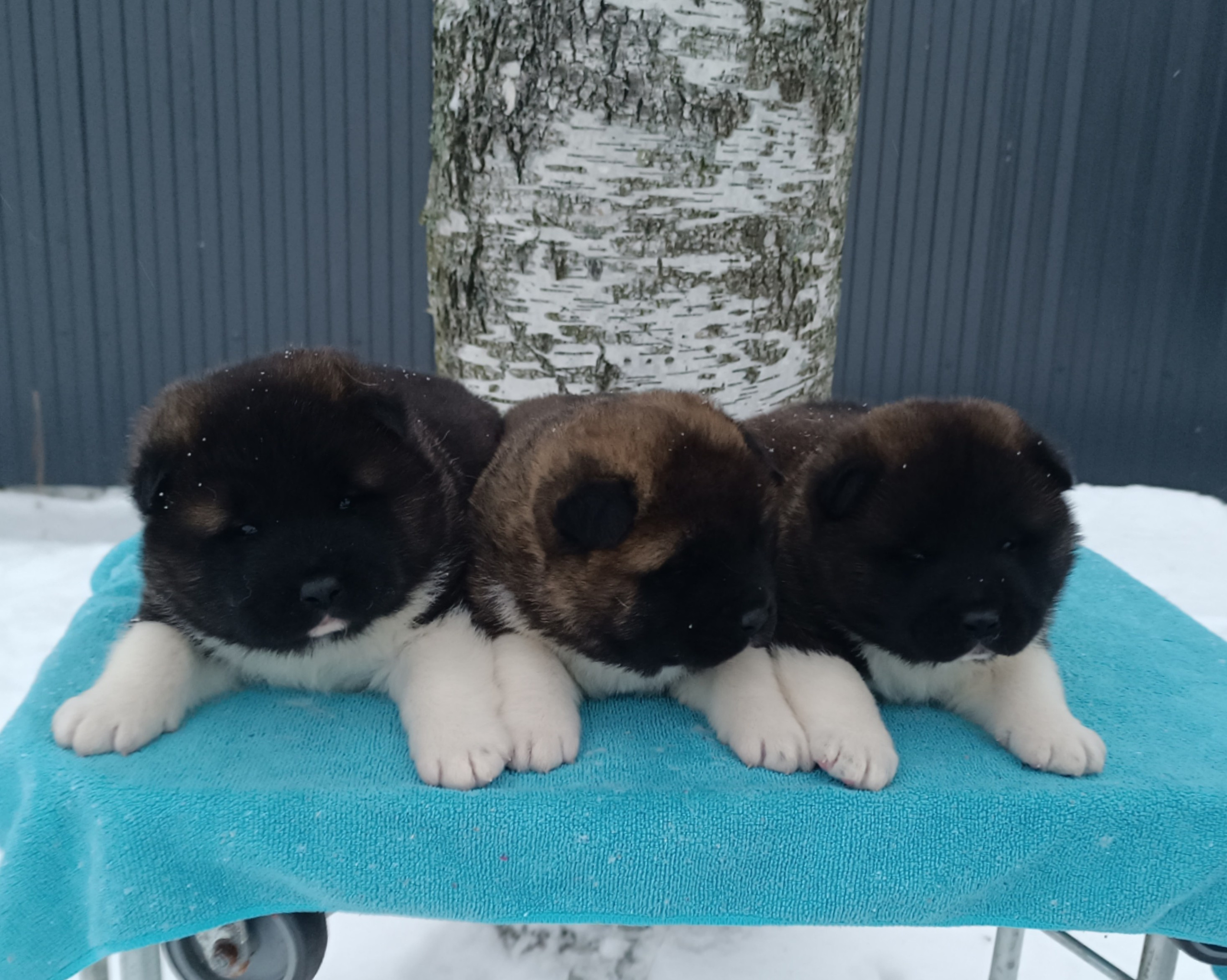 Американская акита  щенки питомник Санкт-Петербург клубные щенки Американская акита питомник RUBYLIGHT Рубилайт купить щенка американской акиты