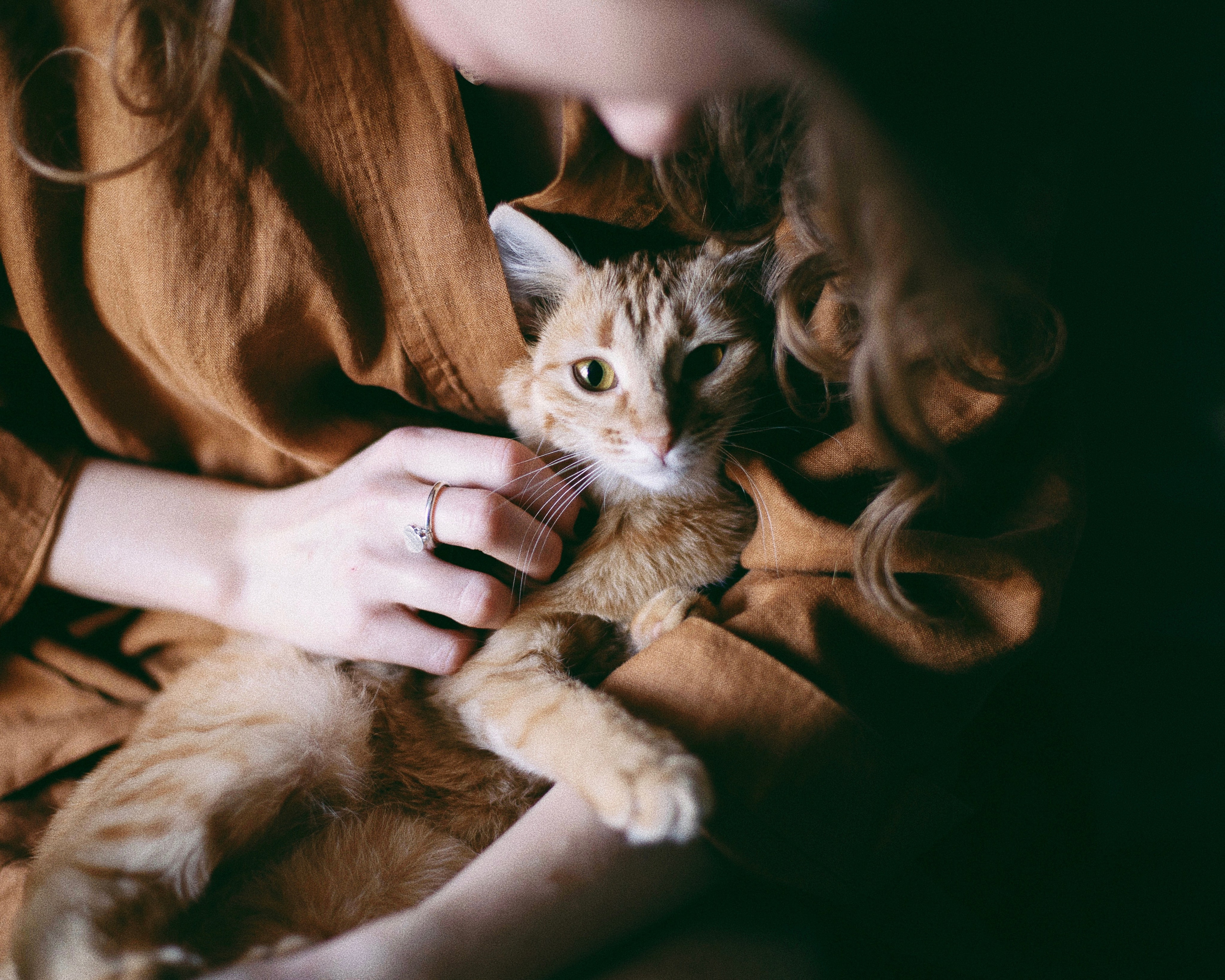 Катя, Булочка и Пирожок дома. Фотограф анималист Кристина Карпова, Москва