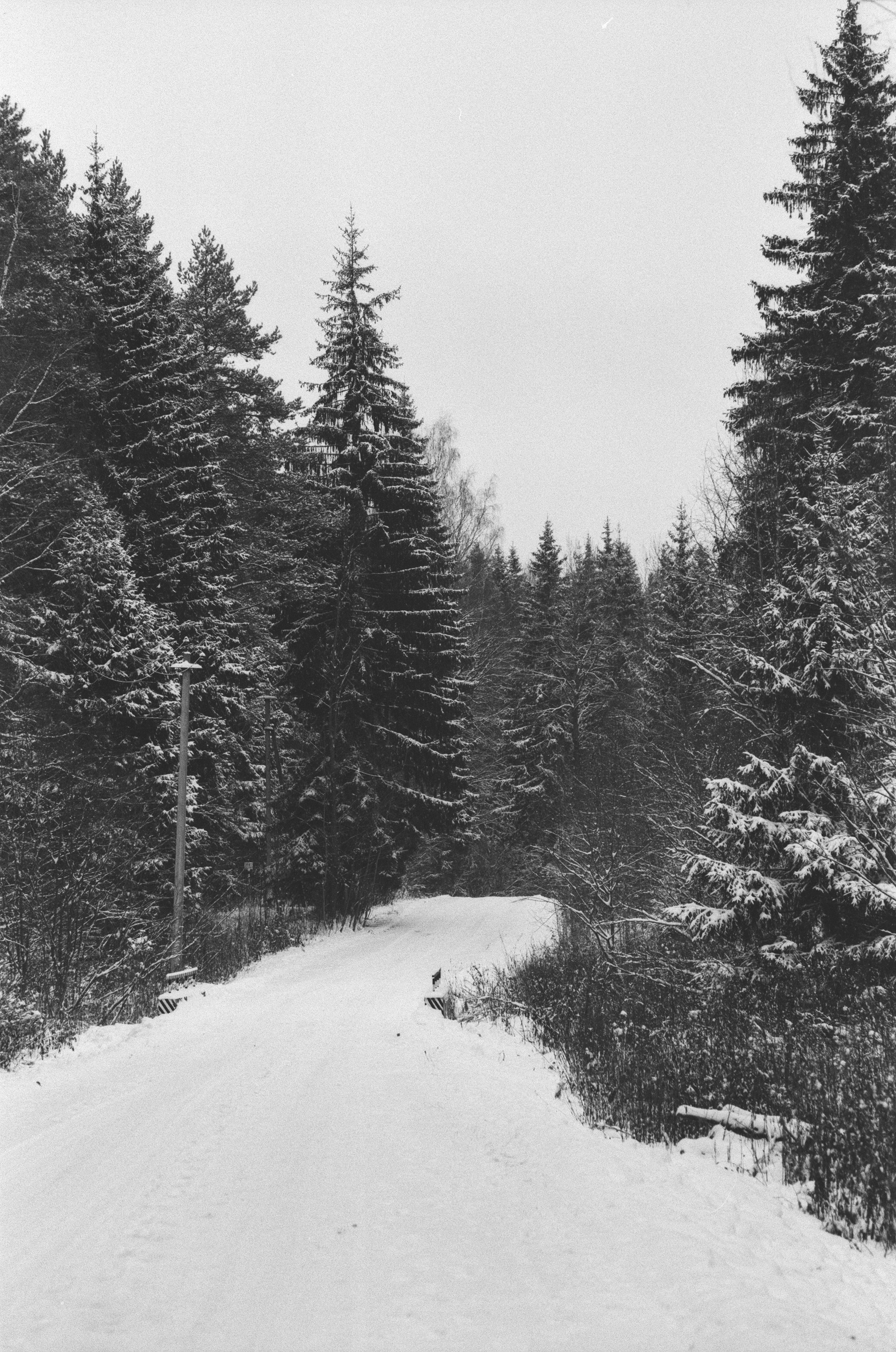 Contax N1 / Carl Zeiss Makro Sonnar 100 mm f/2.8 / Давыдовское