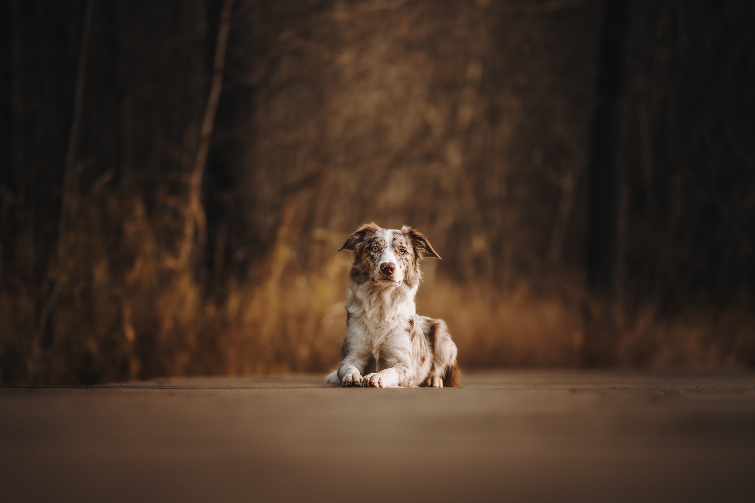 Настя, Максим, Орео и Норд. Семейный фотограф анималист Ананьева Мария — Москва