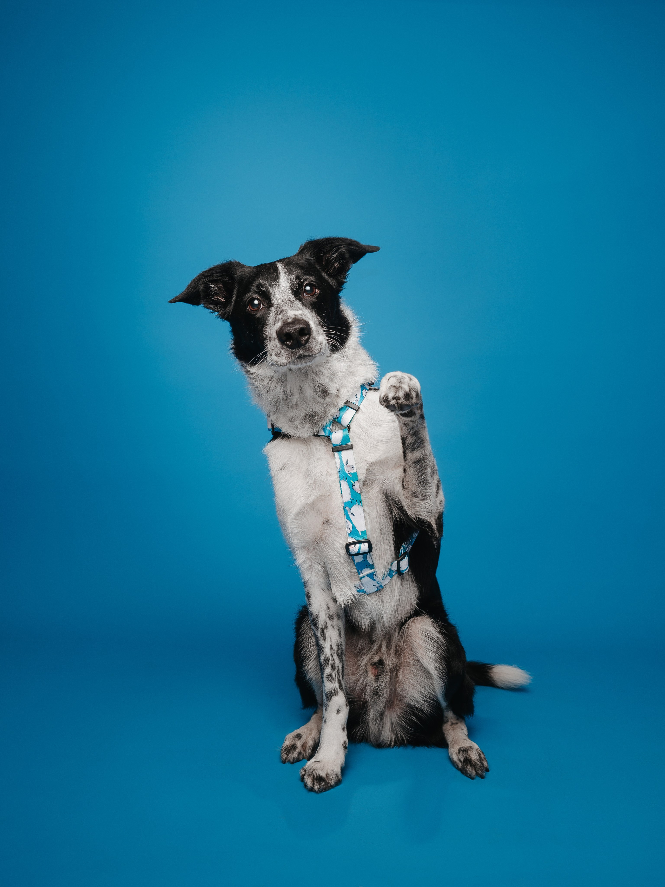 Bender&Frai. Овечки. Семейный фотограф анималист Ананьева Мария — Москва