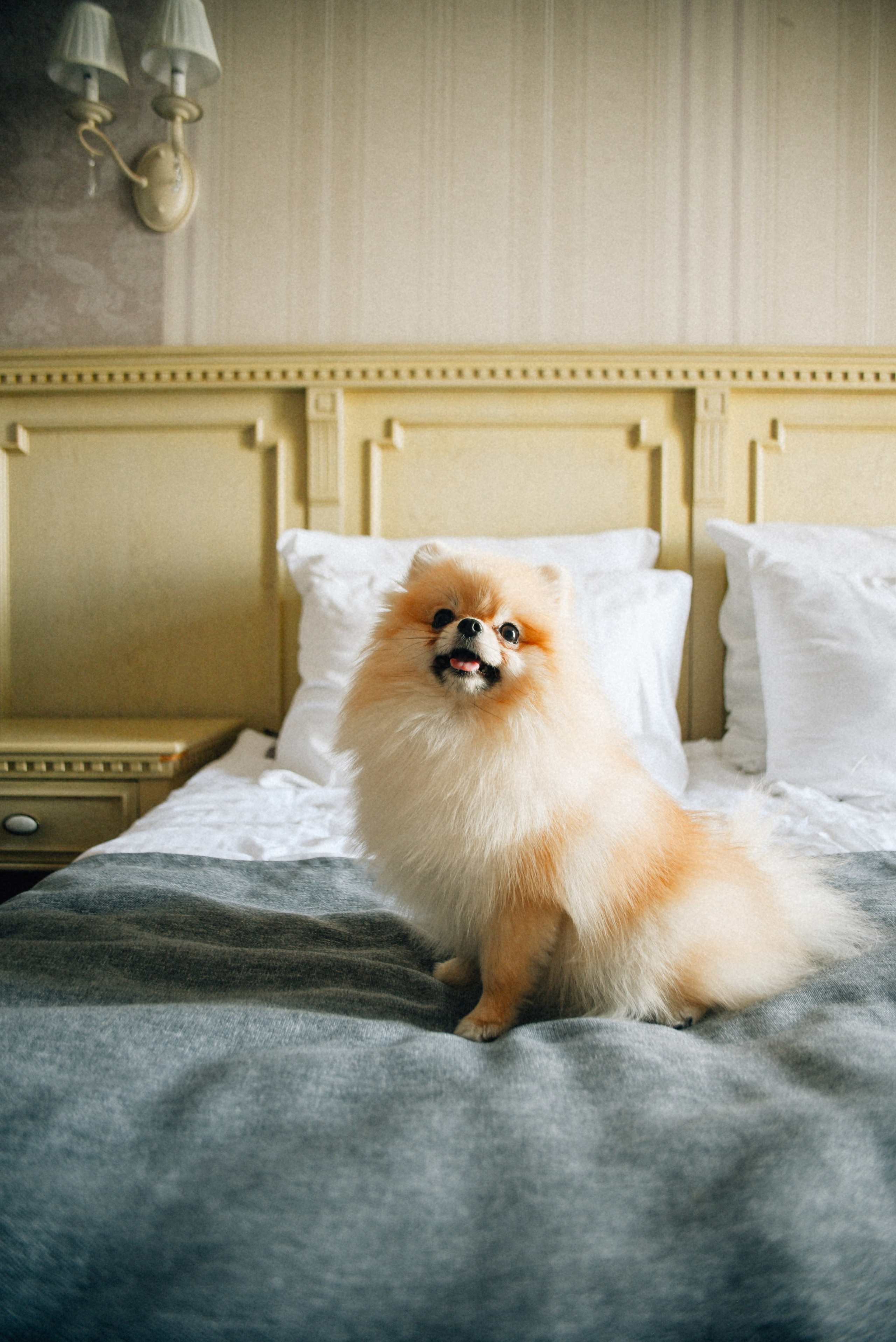 ARBAT HOUSE HOTEL. Фотограф Лола Волна, город Москва